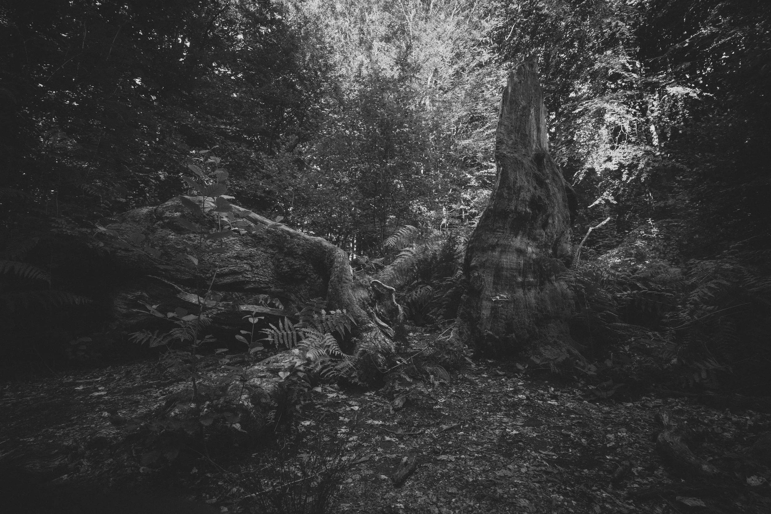 Schwarz-weiß-Bild eines Waldes mit umgestürzten und stehenden Bäumen, dichter Vegetation im Hintergrund.