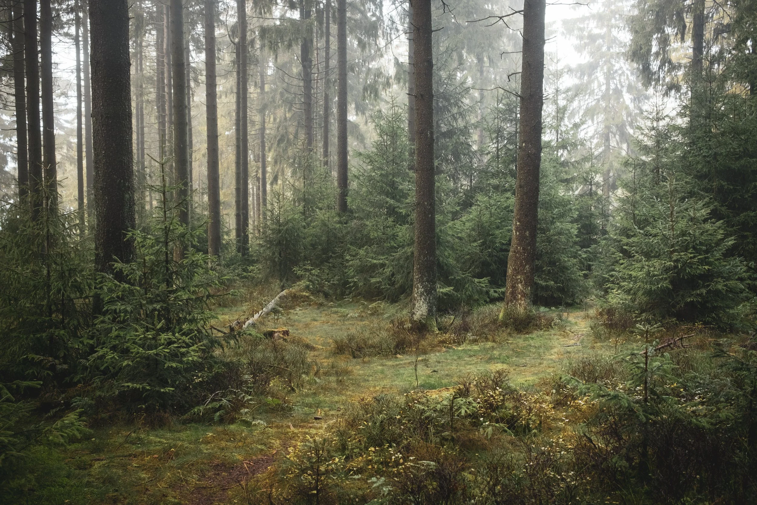 Dichter Wald mit Tannenbäumen und moosbedecktem Boden, leicht neblig.