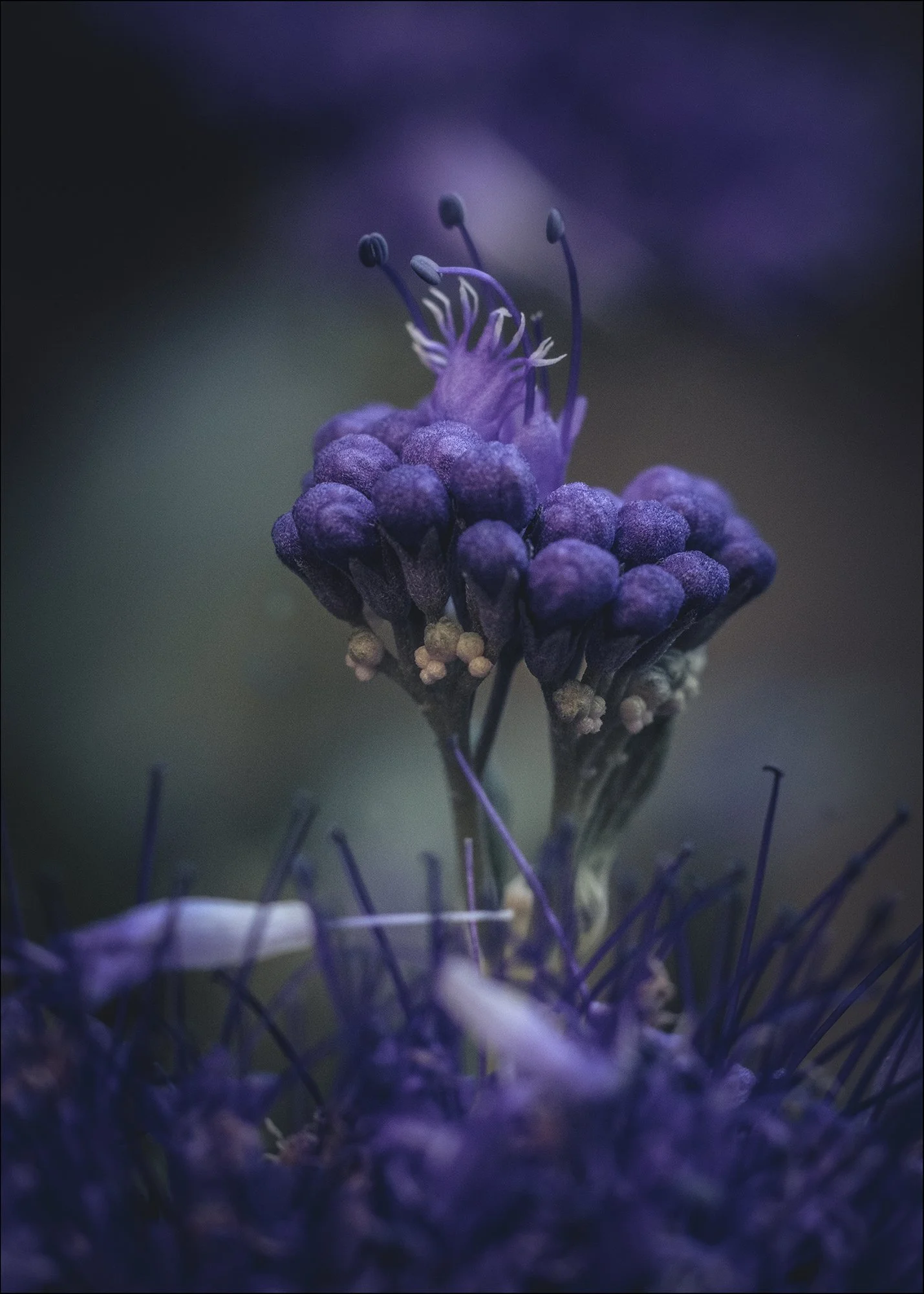 Nahaufnahme einer kleinen violetten Blume mit zahlreichen Staubblättern und einer Gruppe violetter Knospen im Hintergrund.