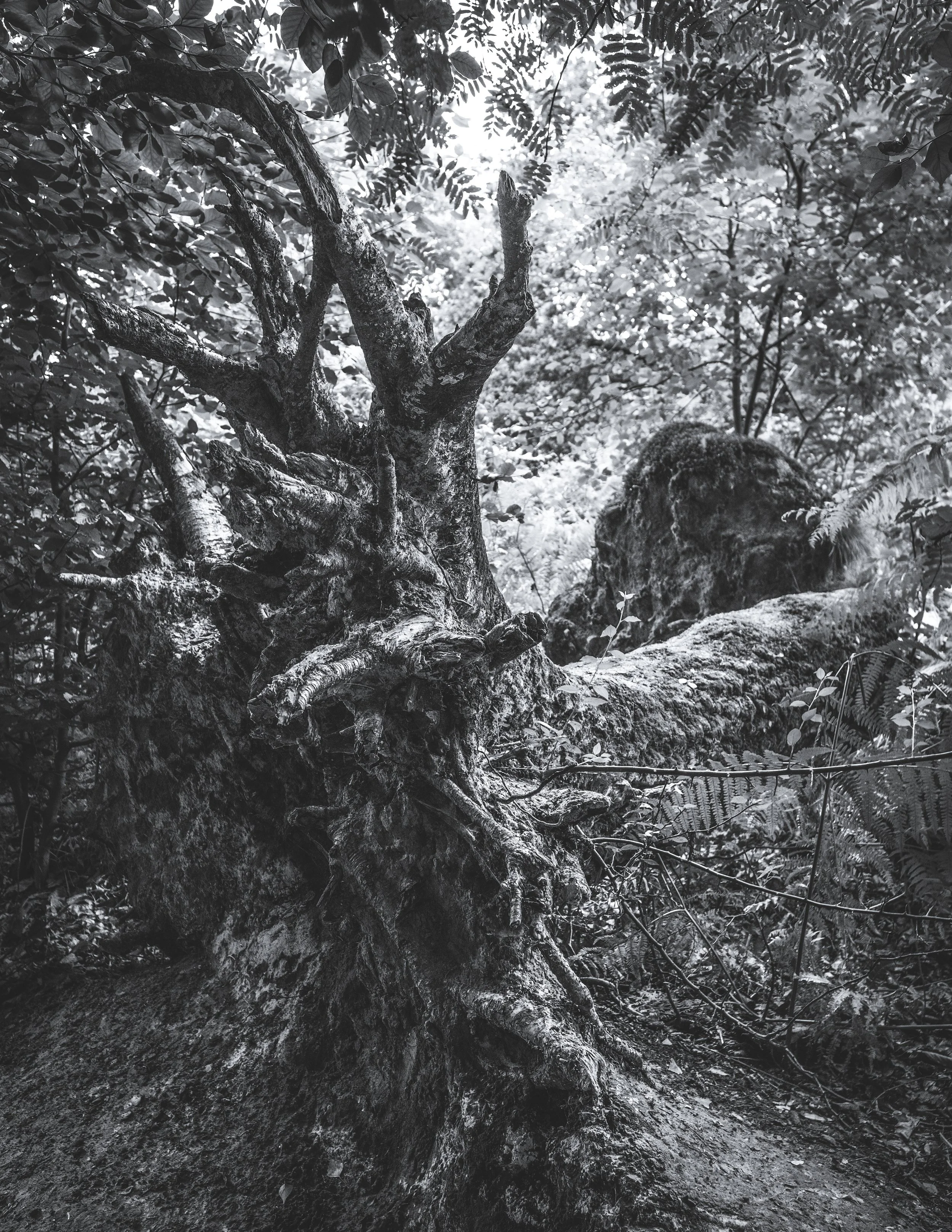 Ein umgestürzter Baum im Wald mit dicken Ästen und Wurzeln, umgeben von Blättern und anderem Bewuchs.