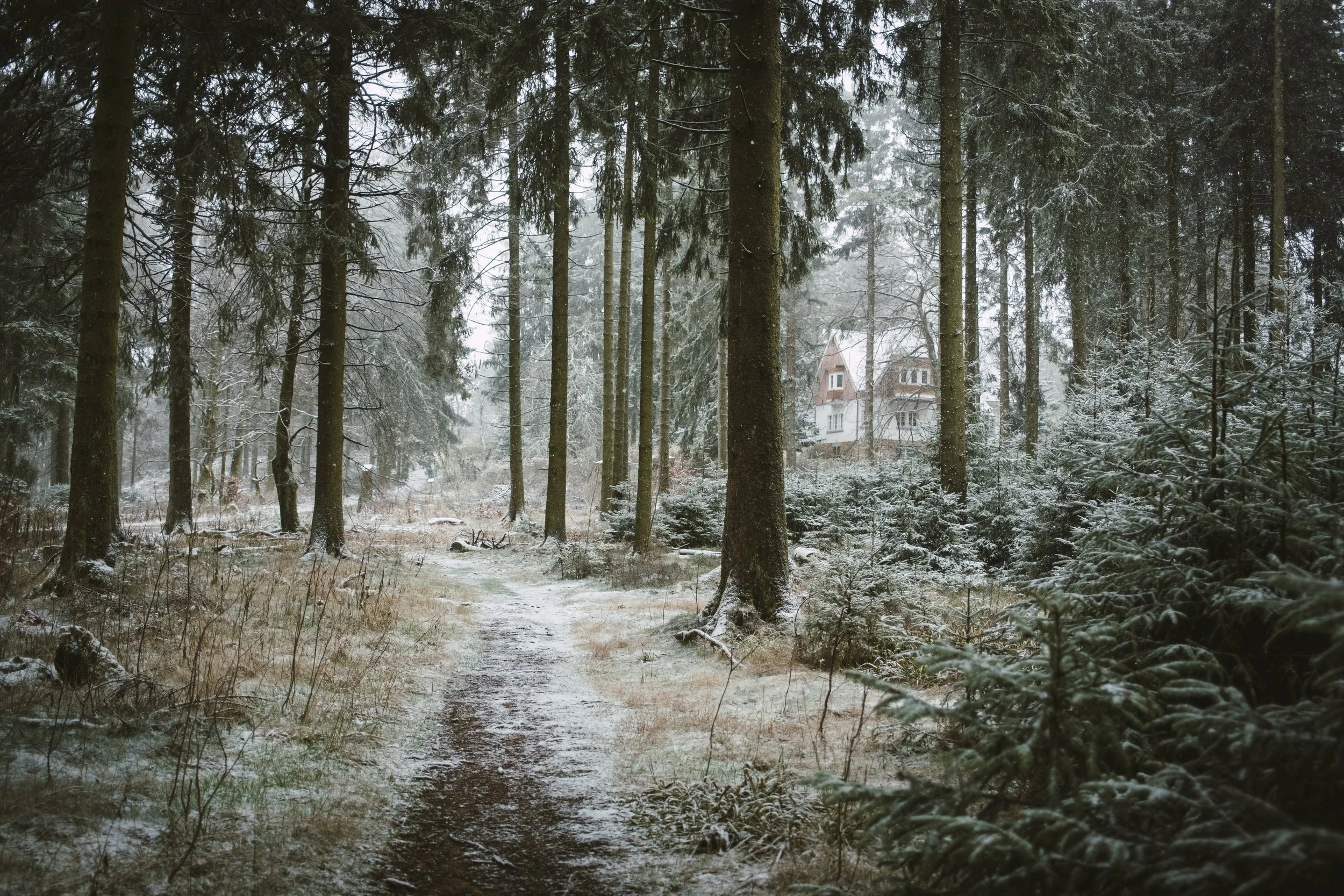 Waldweg mit Bäumen im Winter, Schnee und eine einsame Straße zum Haus im Hintergrund.
