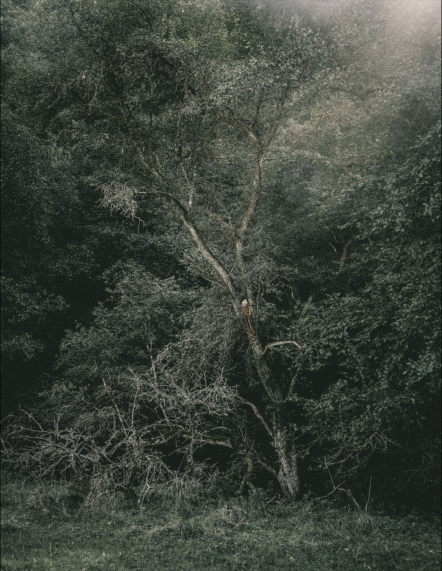 Ein Baum mit vielen Zweigen, einige Äste liegen am Boden, während andere in den Himmel ragen, umgeben von anderen dichten Bäumen in einem Wald.