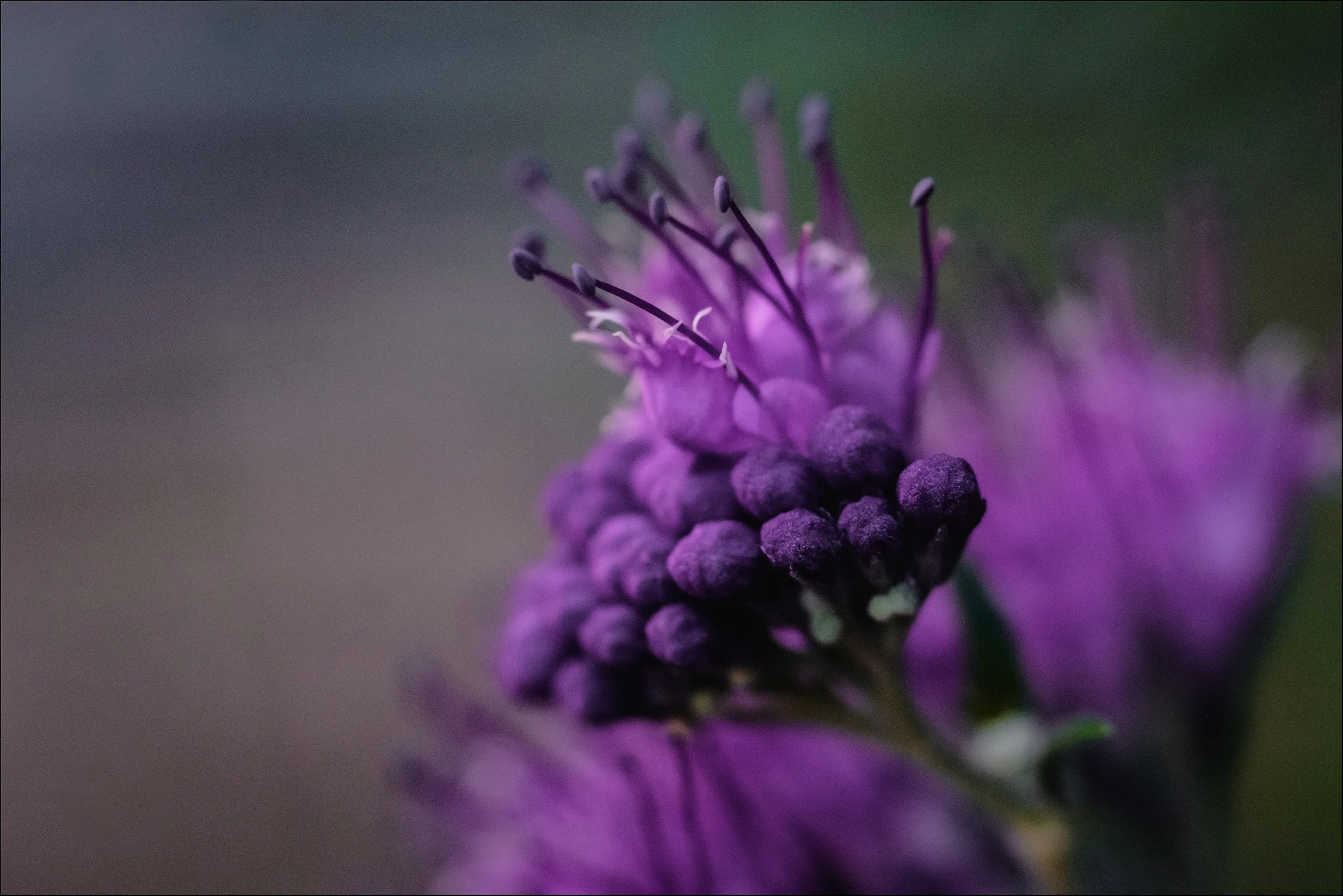 Nahaufnahme einer violetten Blume mit kleinen Blütenknospen und langen Stempel.