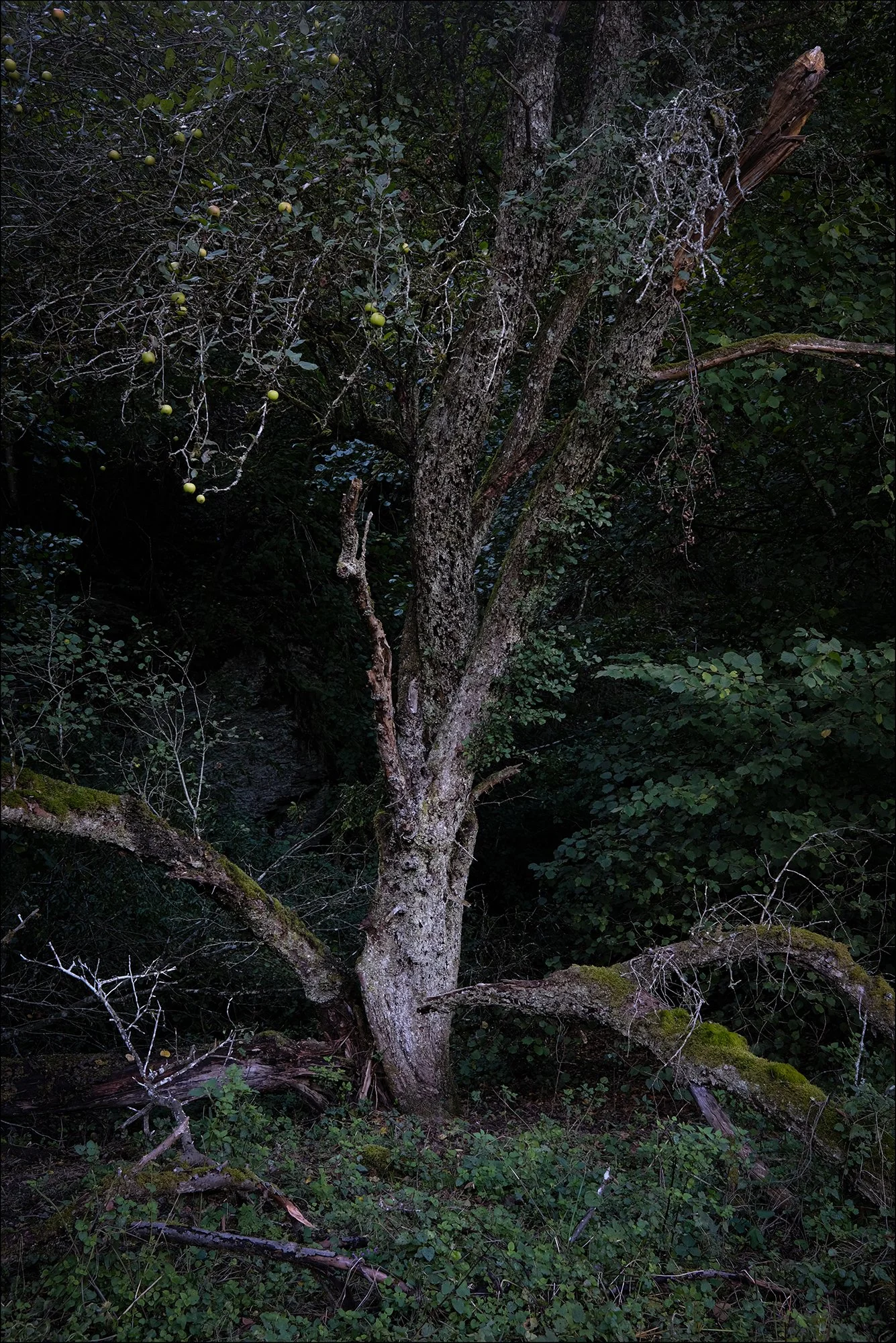Ein alter Baum mit verwitterter Rinde und grünen Blättern, umgeben von dichtem Unterholz und dunklem Laub. An einem Ast hängen kleine grüne Früchte.