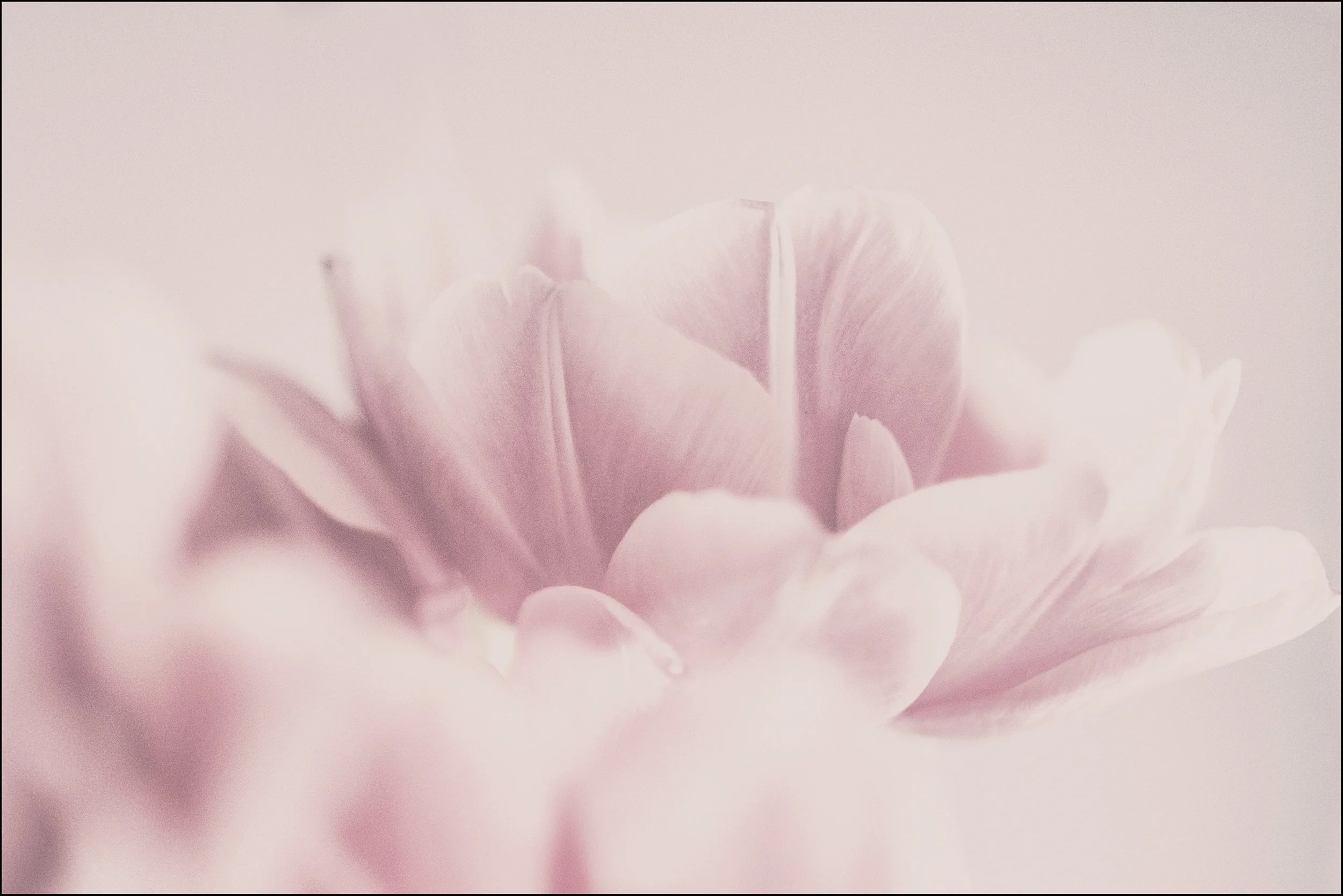 Eine zarte, hellrosafarbene Blume mit weichen Blütenblättern, die im sanften Licht erscheinen.