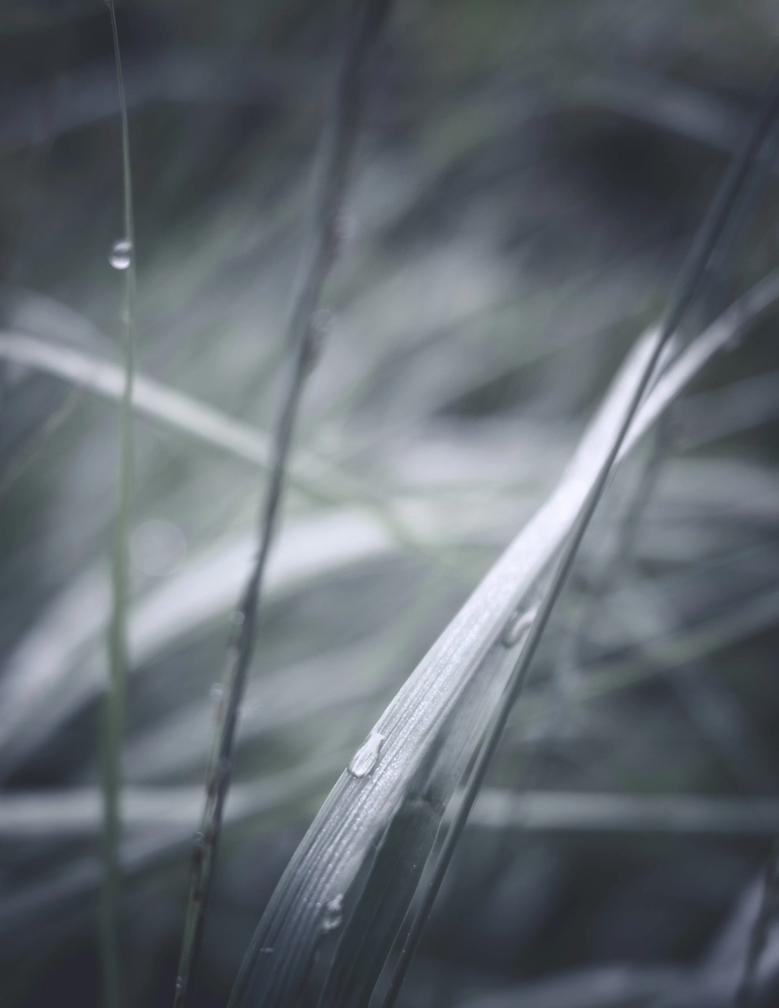 Nahaufnahme von Gras mit Wassertropfen