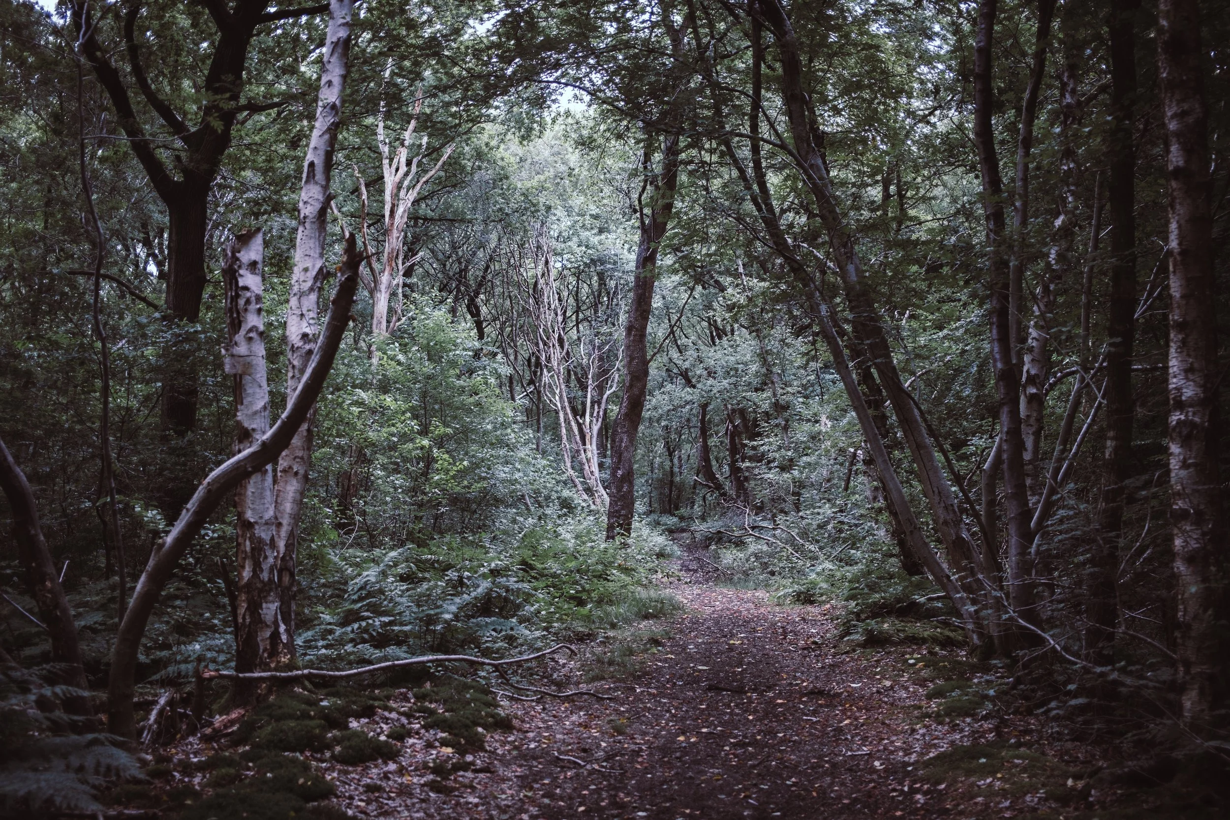 Waldweg mit Bäumen und Laub.