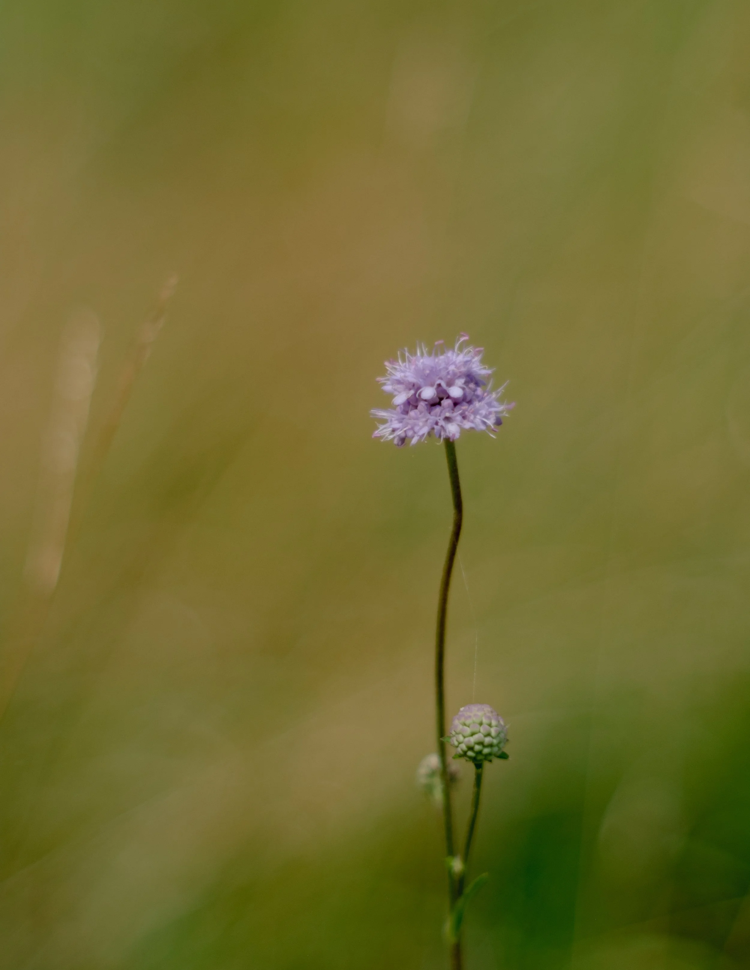 DSCF7214.jpg