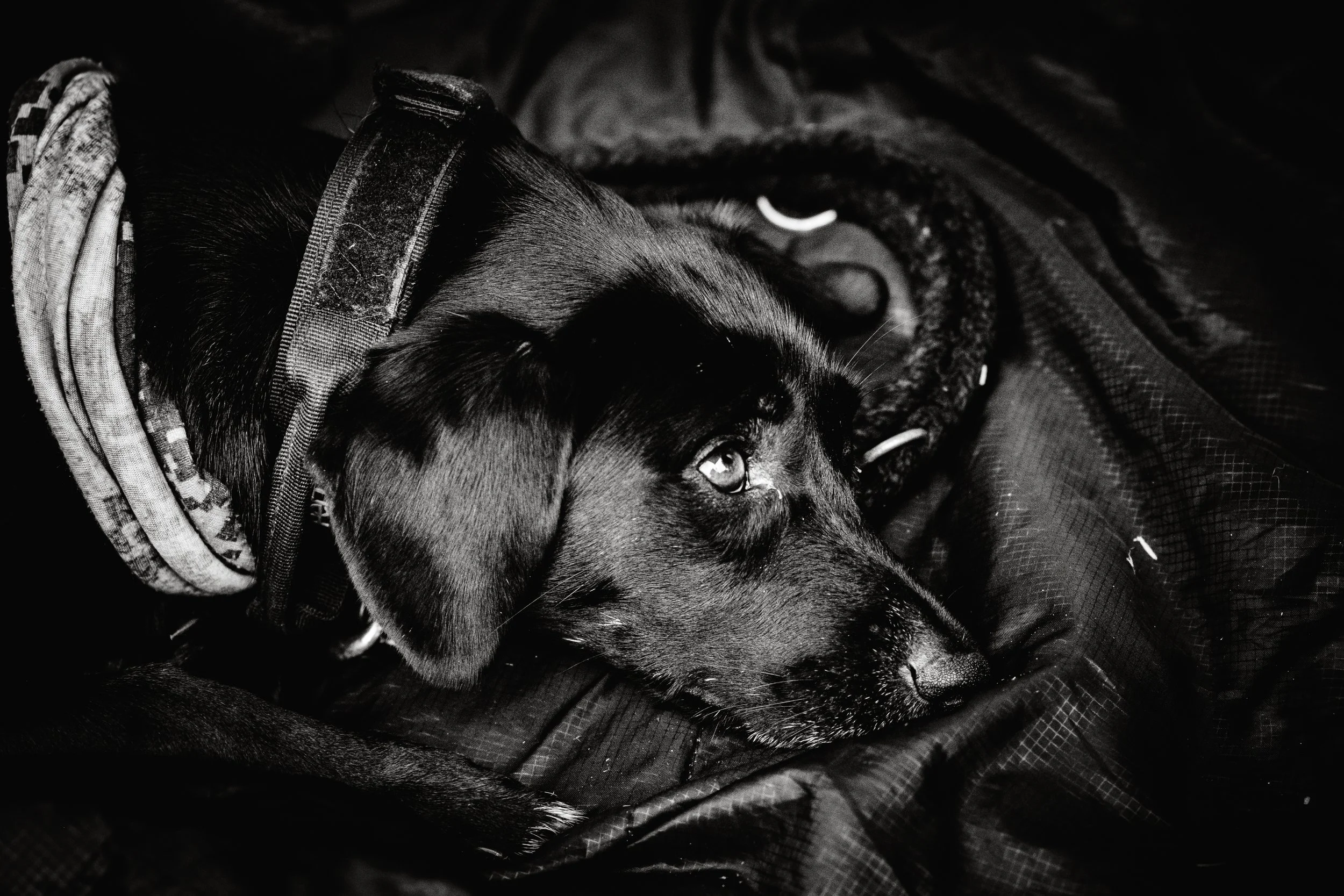 Ein schwarzer Hund mit braunen Flecken liegt auf dunklem, wetterfestem Stoff und schaut nach rechts.