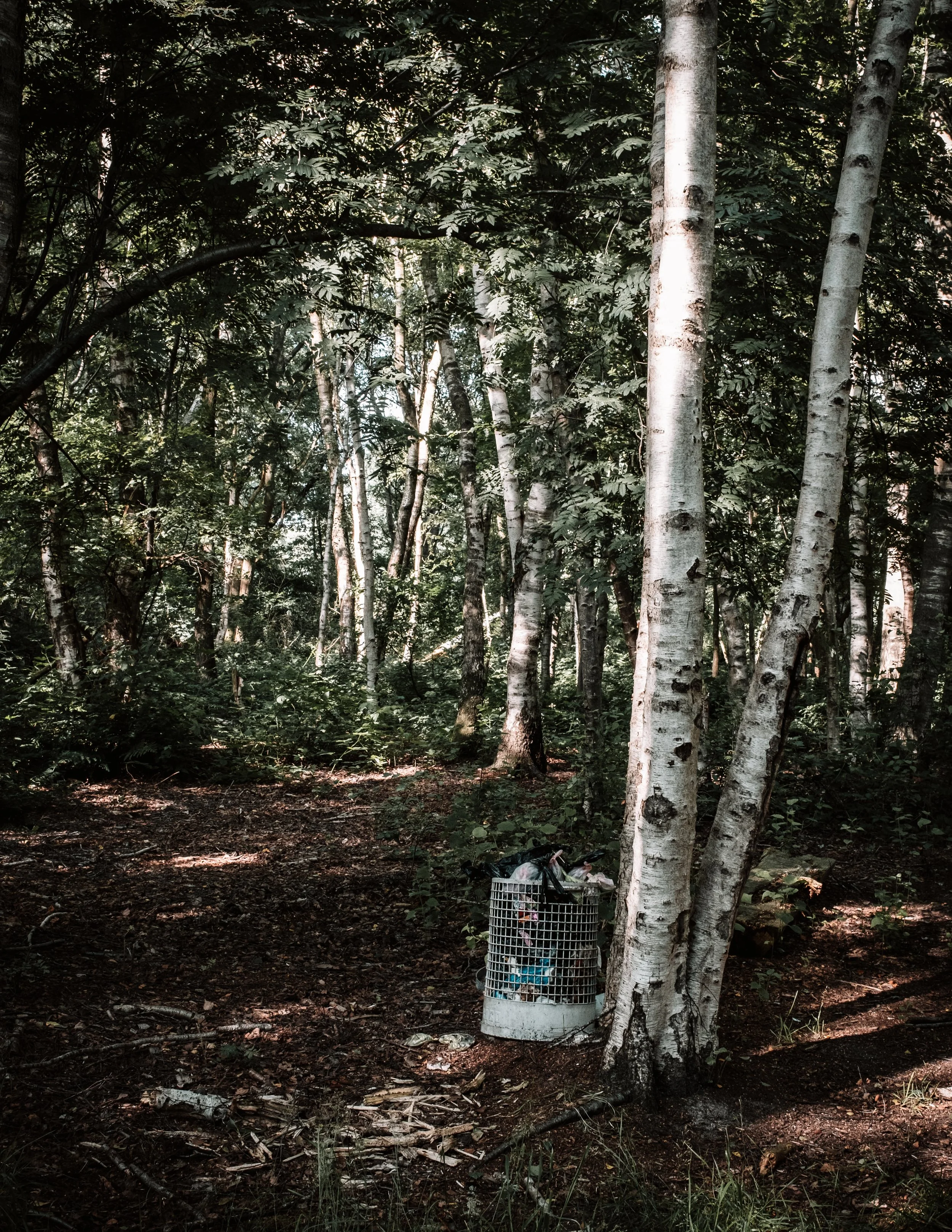 Wald mit Birkenbäumen und einem Mülleimer am Boden, der mit Müll gefüllt ist.