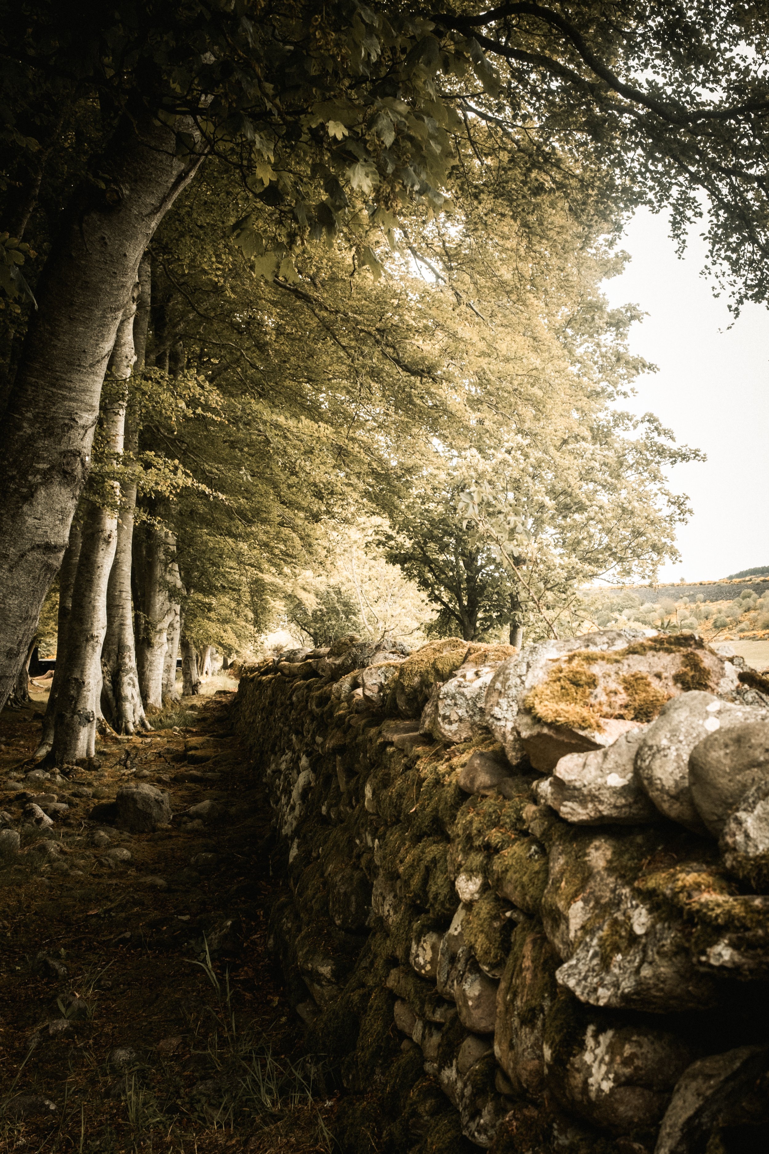 Ein Waldweg mit Bäumen auf der linken Seite und einer alten Steinmauer auf der rechten Seite, die von Moos bedeckt ist.