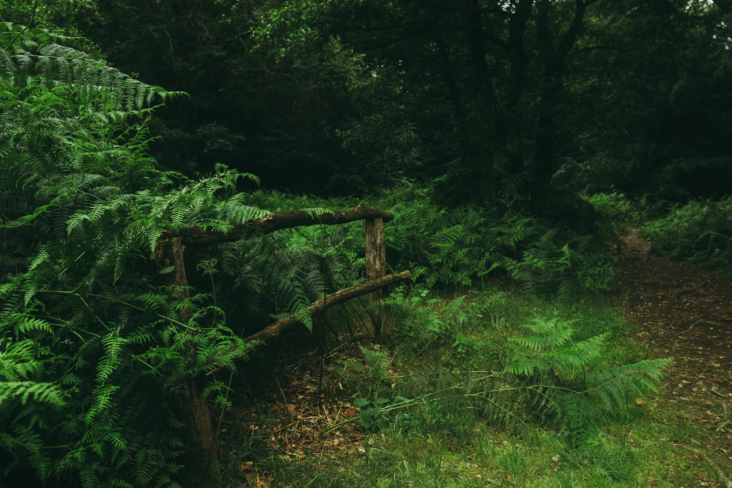 Ein bewaldeter Pfad mit einem kleinen, alten Holzzaun auf der linken Seite, umgeben von grünen Farnen und dichten Bäumen, bei diffusen Lichtverhältnissen.