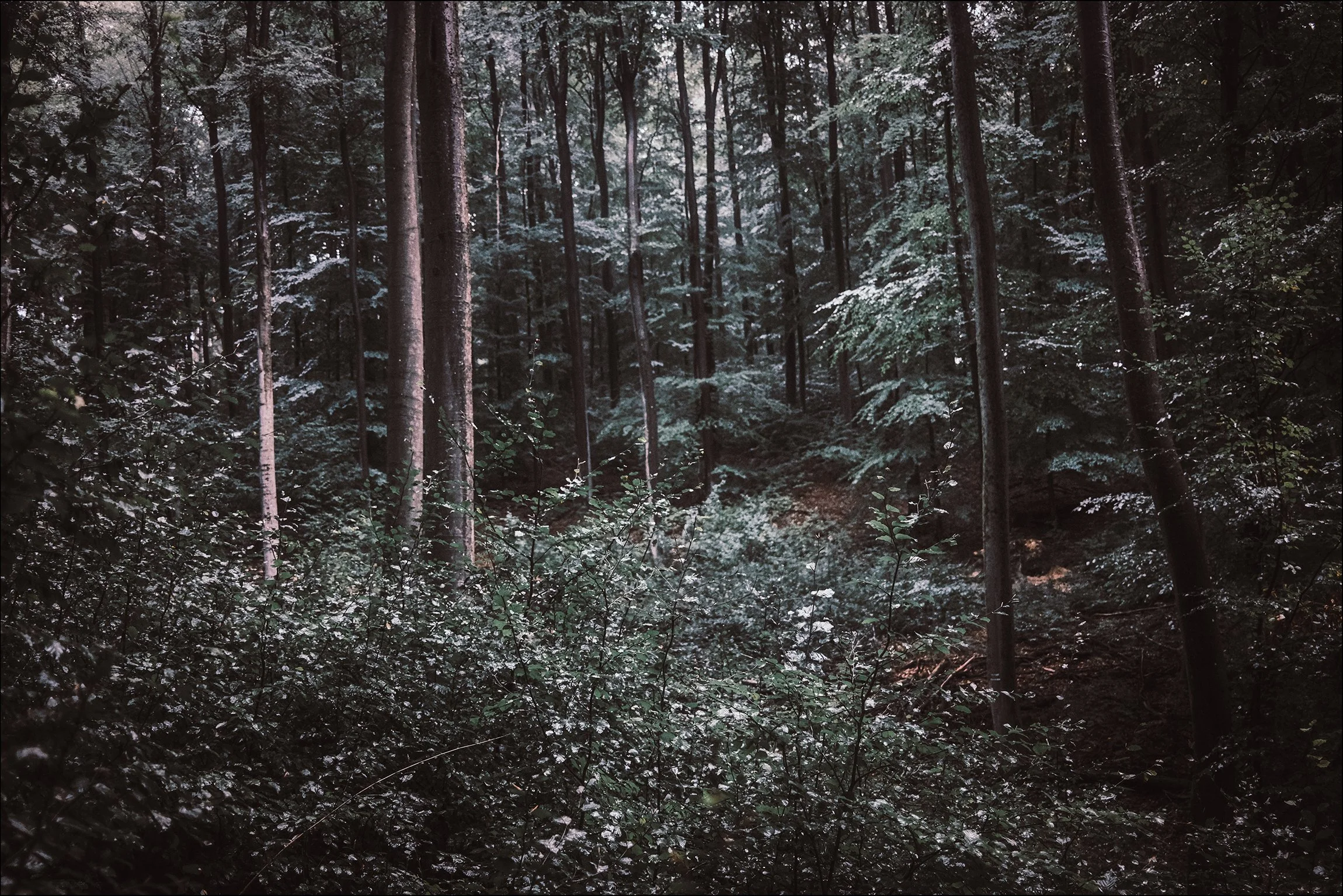 Dichte Waldszene mit hohen Bäumen, auf einem nebligen, bewaldeten Hang, im Schatten, mit viel Grün und Blättern.