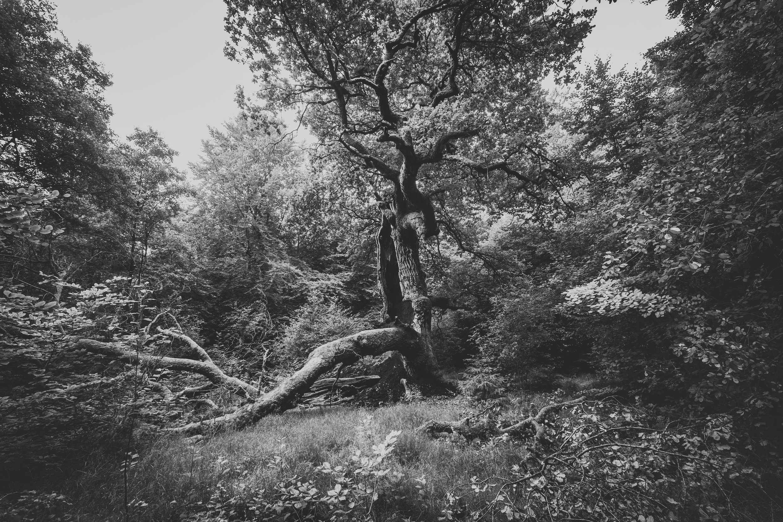 Schwarz-weiß-Foto eines Baumes im Wald, mit mehreren Ästen, die auf den Boden fallen, und dichtem Laub.