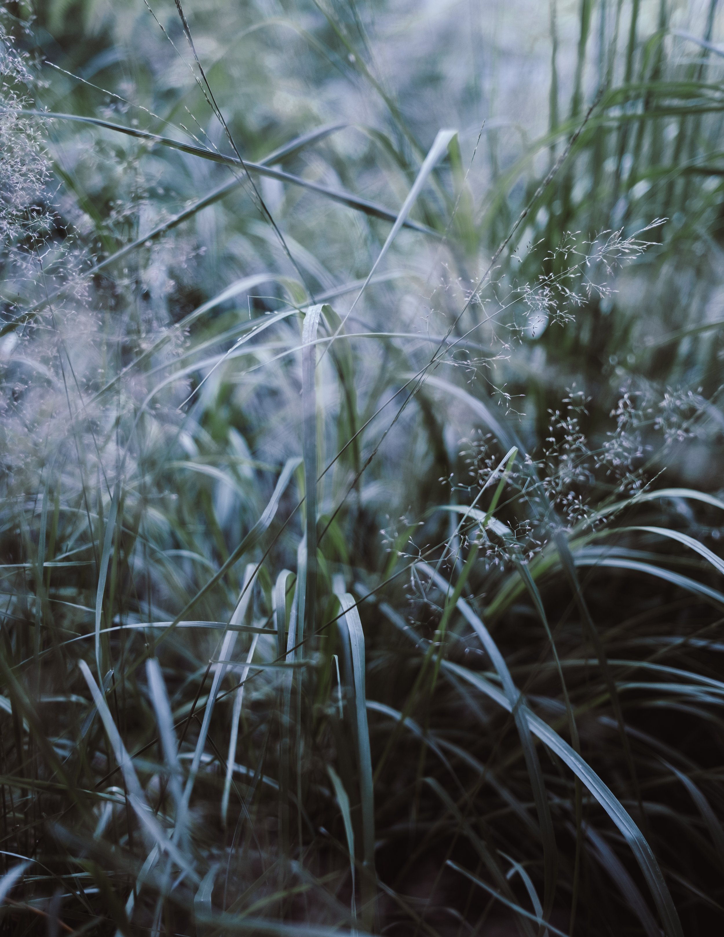 Nahaufnahme von Gräsern und kleinen Pflanzenteilen im Morgengrauen, leicht nebelig und beleuchtet von weichem Licht.