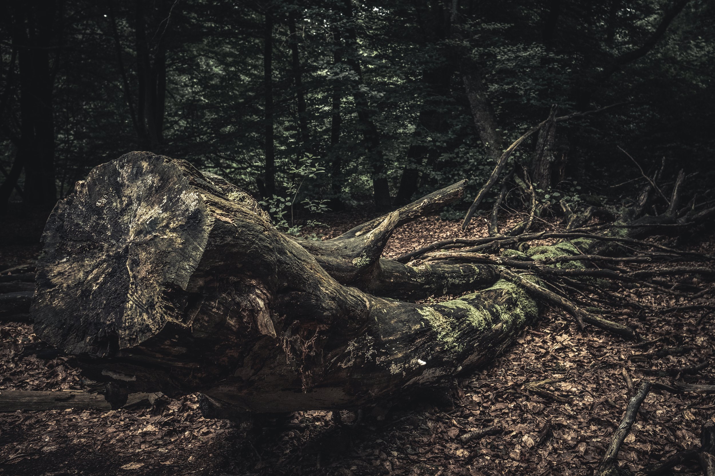 Umgestürzter Baum im dunklen Wald mit zahlreichen Ästen und Laub