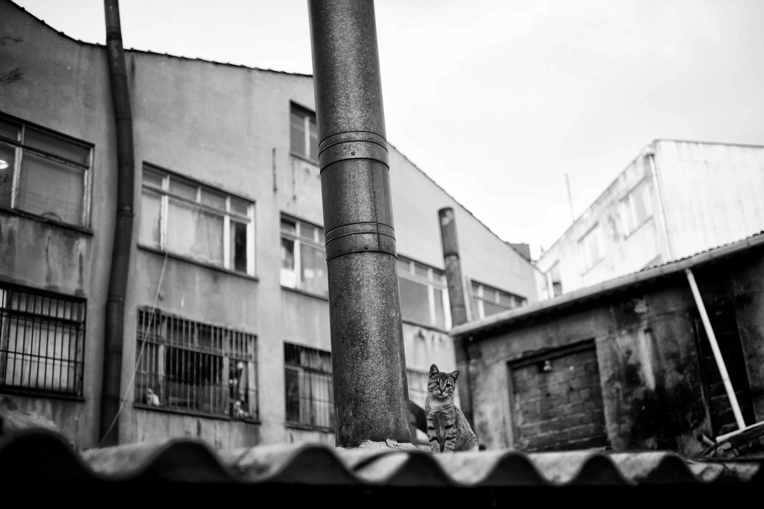 Schwarze und weiße Katze sitzt auf einem Dach, im Hintergrund alte Gebäude mit fenstern und runtergekommenen Fassaden, schwarz-weiße Fotografie.