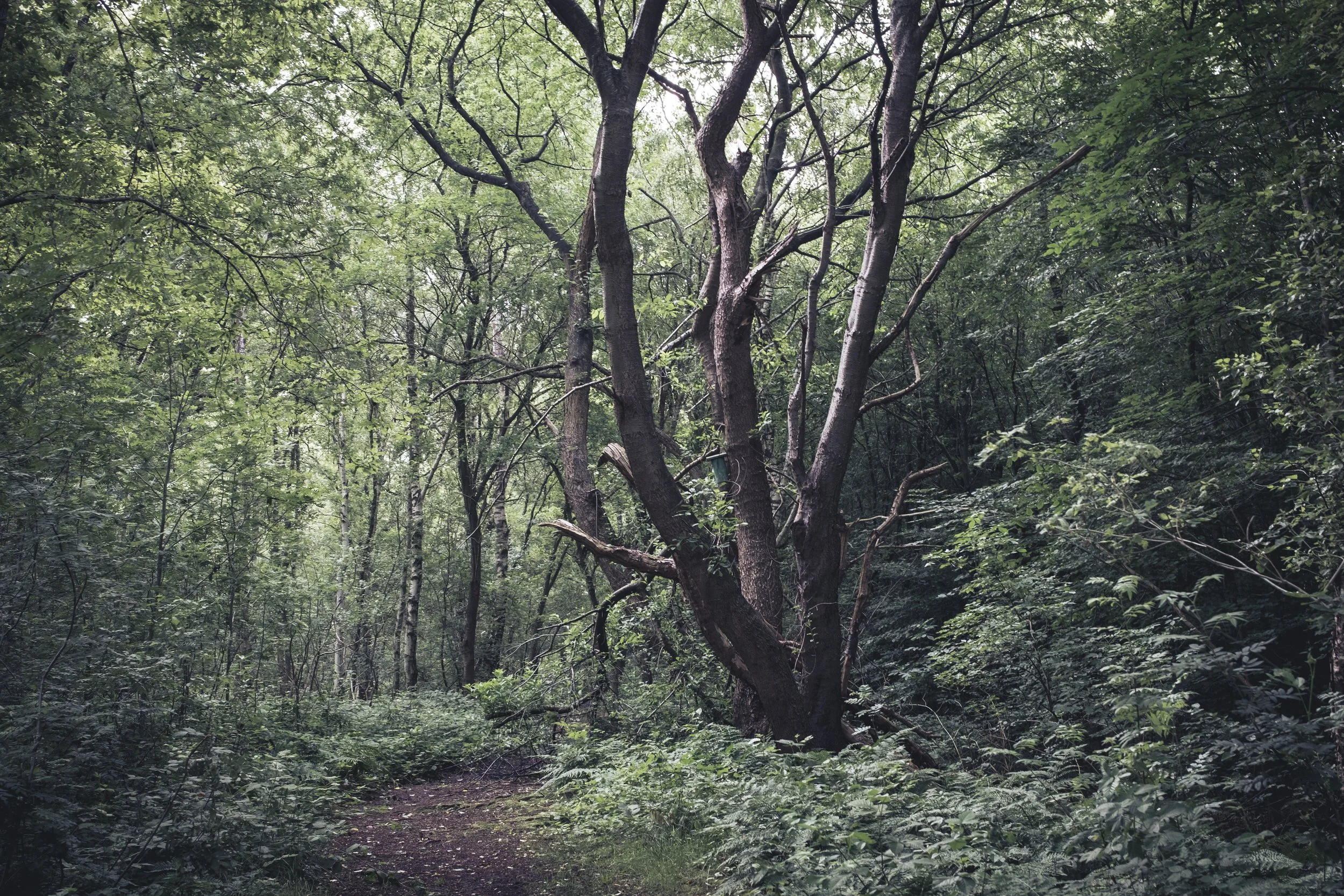 Waldweg mit großen Bäumen und dichtem Grün