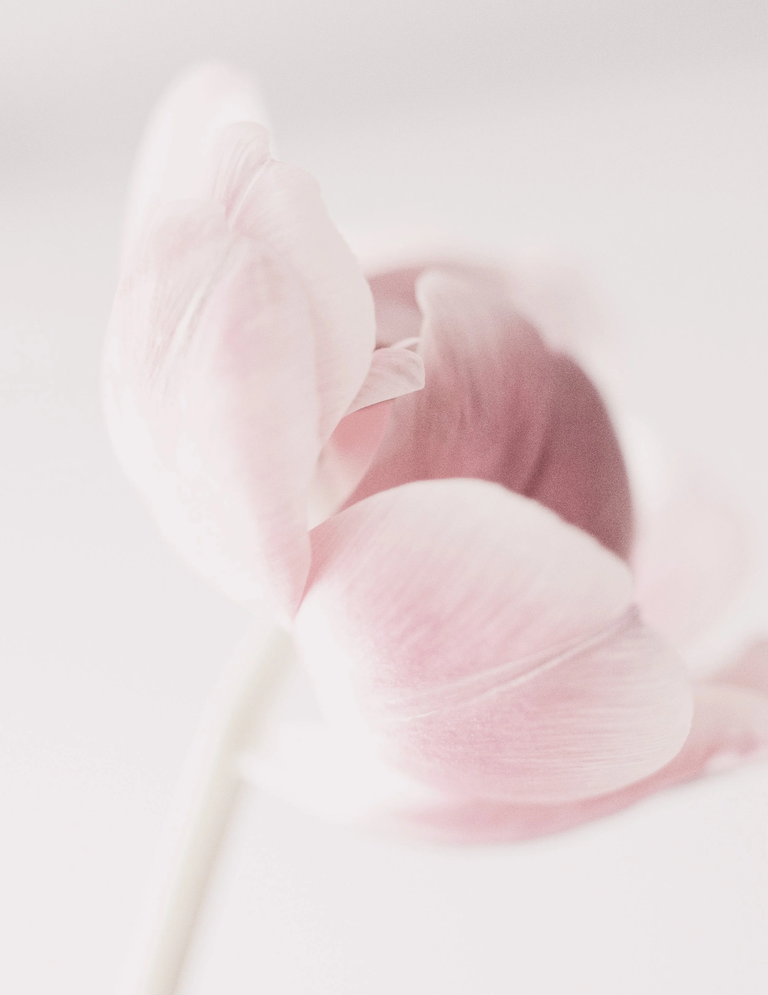 Nahaufnahme eines zarten, pinkfarbenen Tulpenblattes auf weißem Hintergrund.