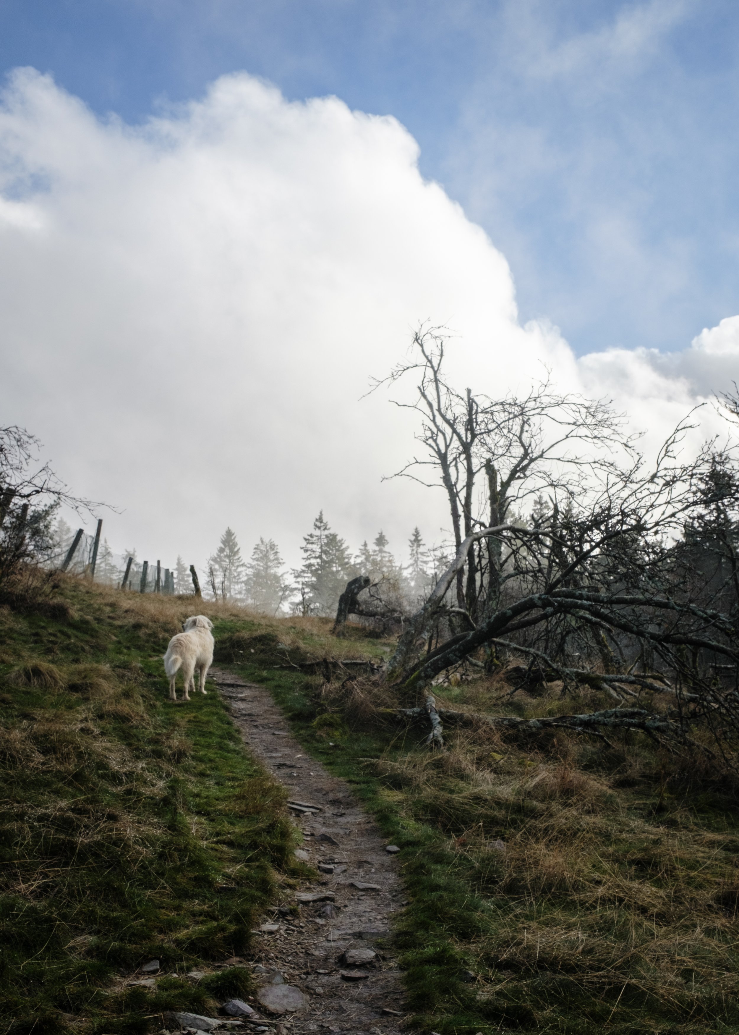 Ein schmaler Weg auf einer hügeligen Wiese, an dem ein weißer Hund vorbeiläuft. Es sind kahle Bäume und ein niedriger Zaun zu sehen, im Hintergrund sind Tannenbäume und Wolken am Himmel.