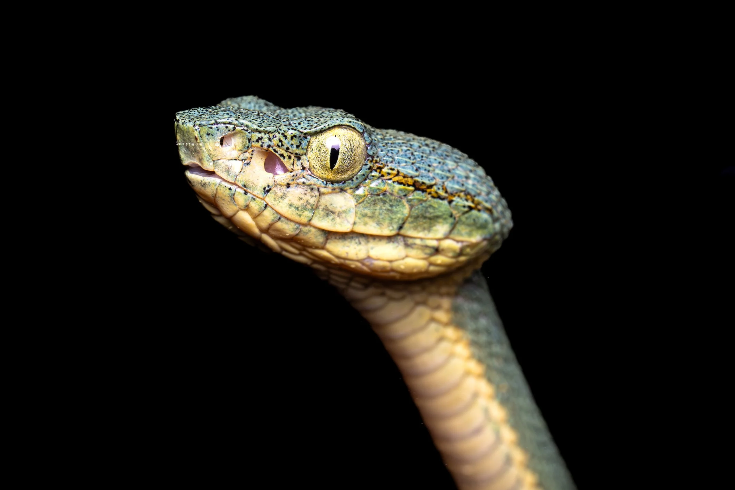 Reptiles and Amphibians
