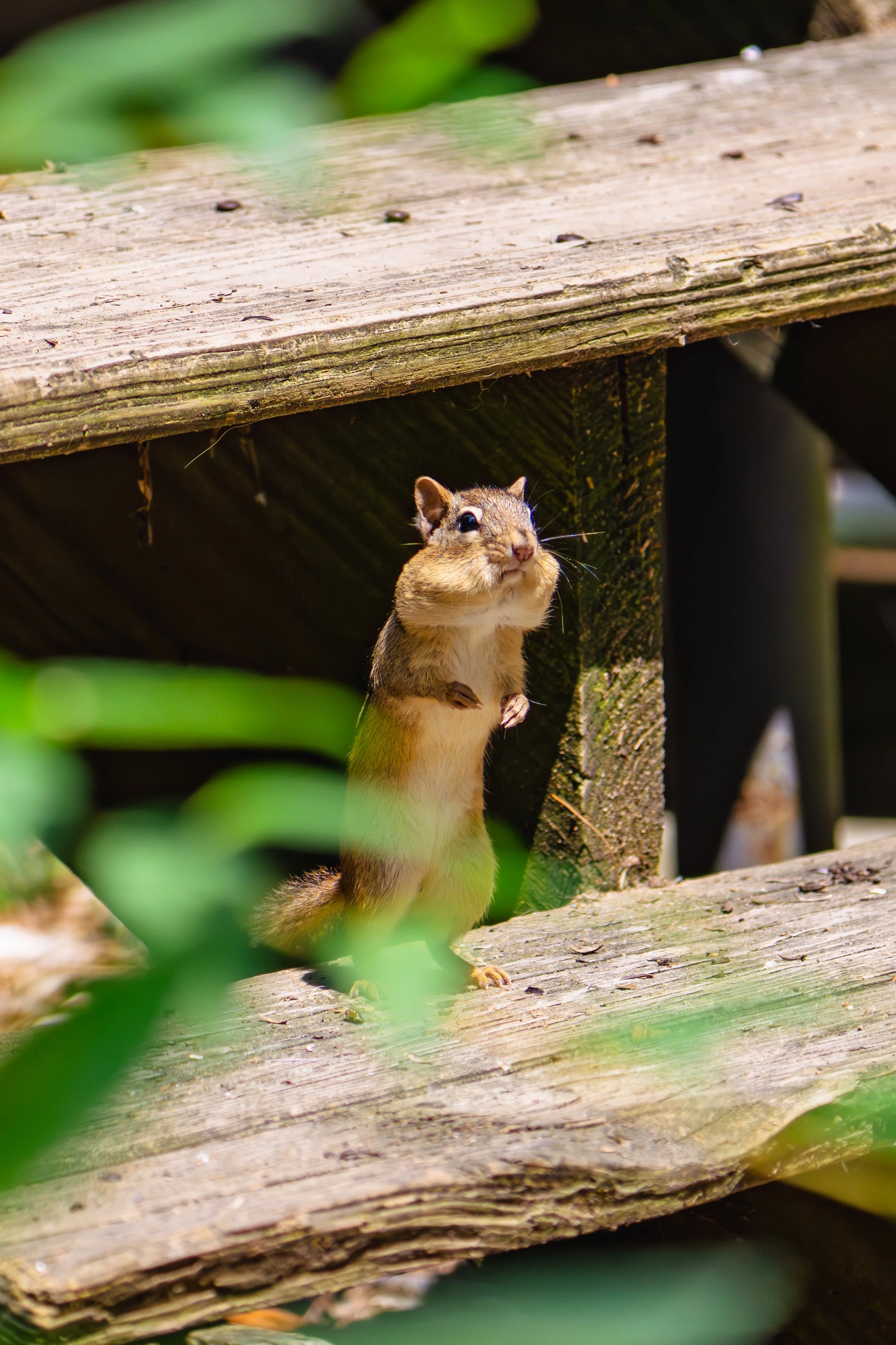 chippy1 copy.jpg