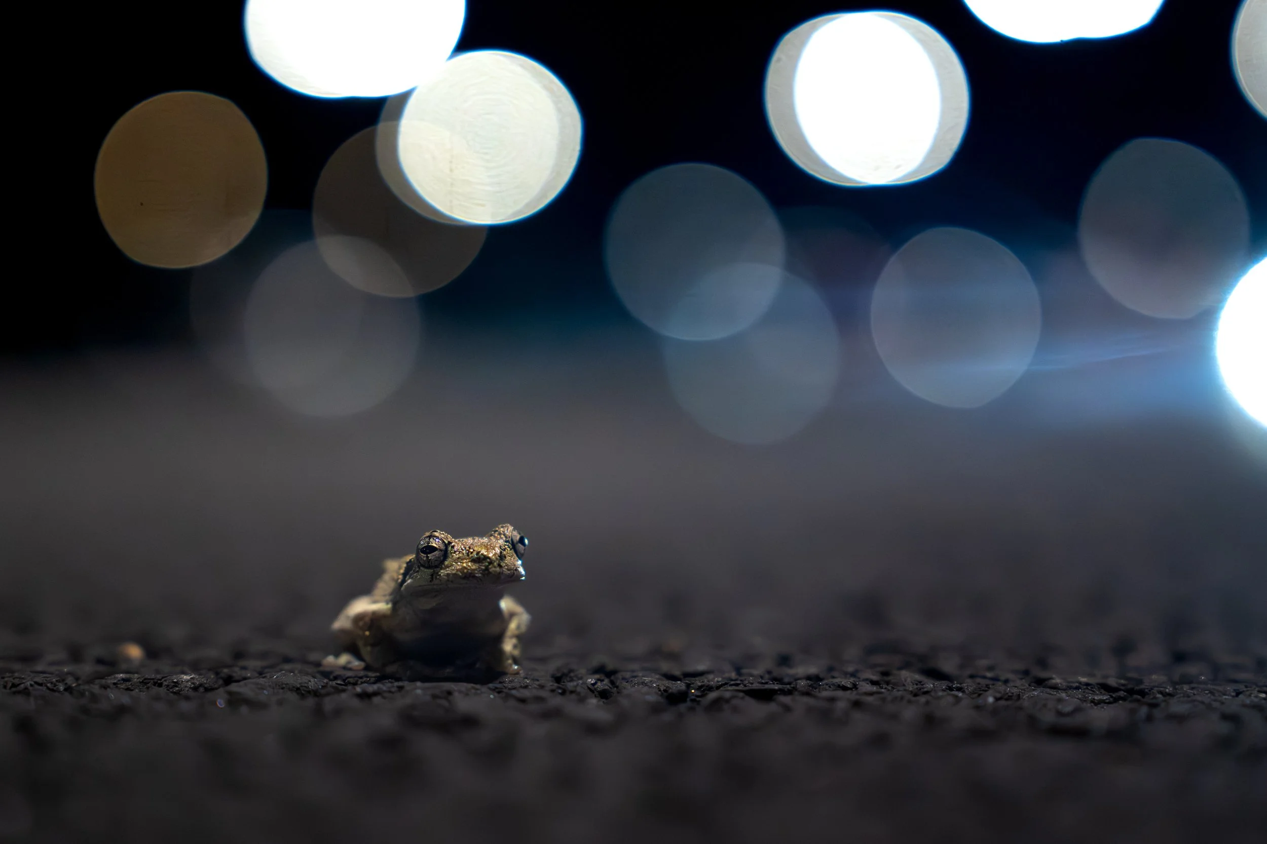 Gray Tree frog, Massachusetts, USA