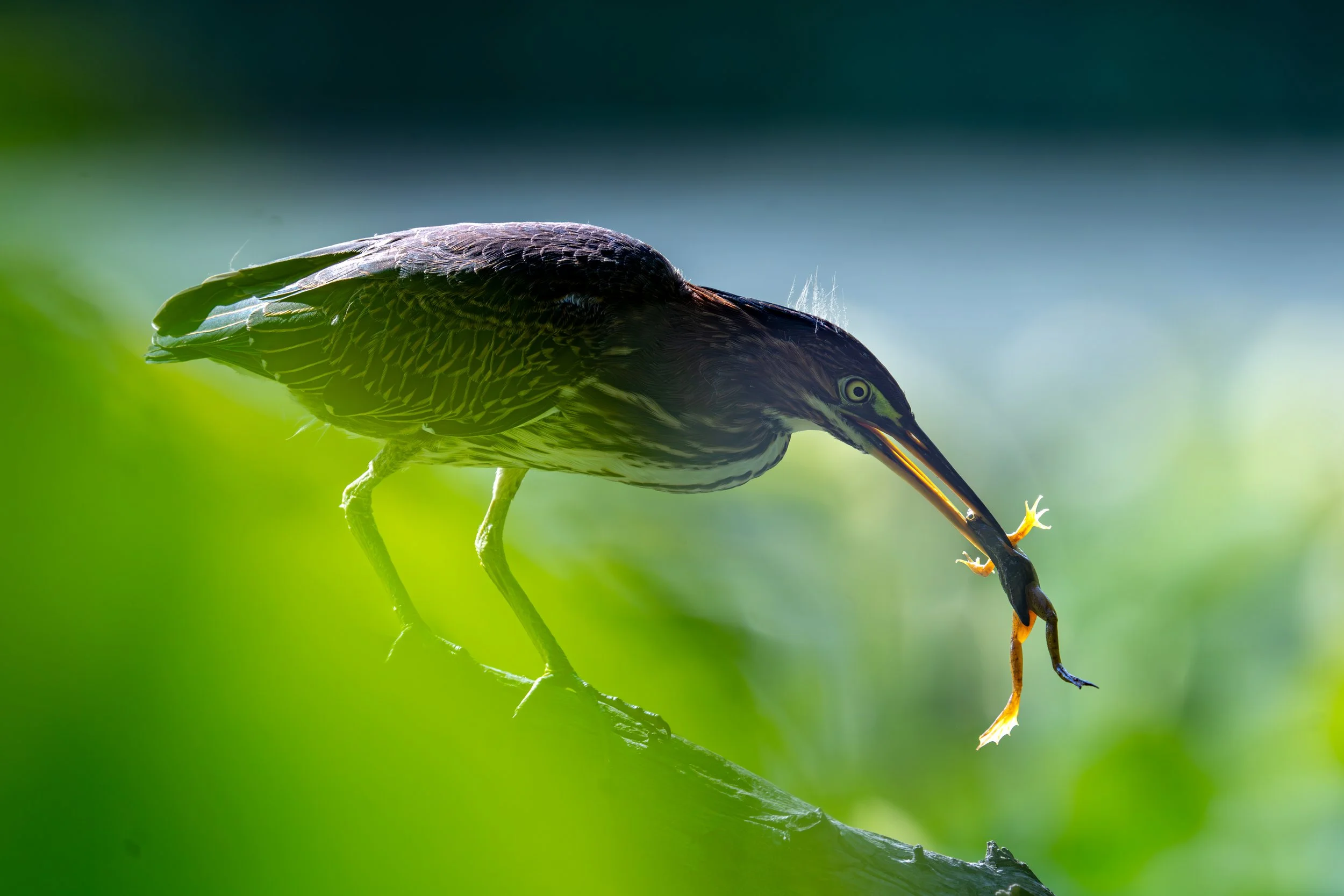 grren heornd and frogs6.jpg