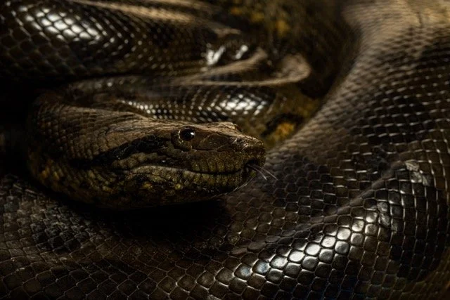 Green Anaconda, Suriname