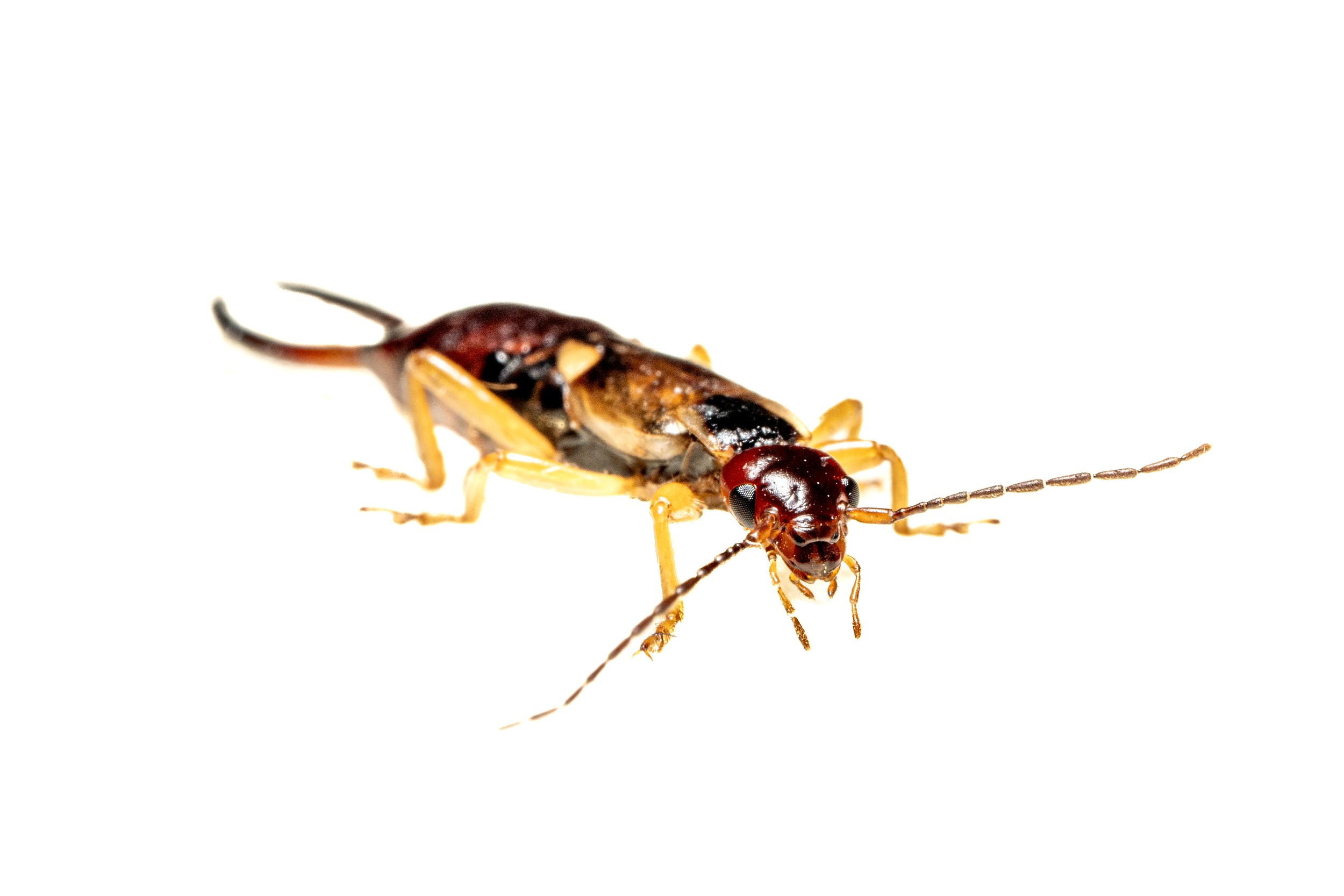earwig1.jpg