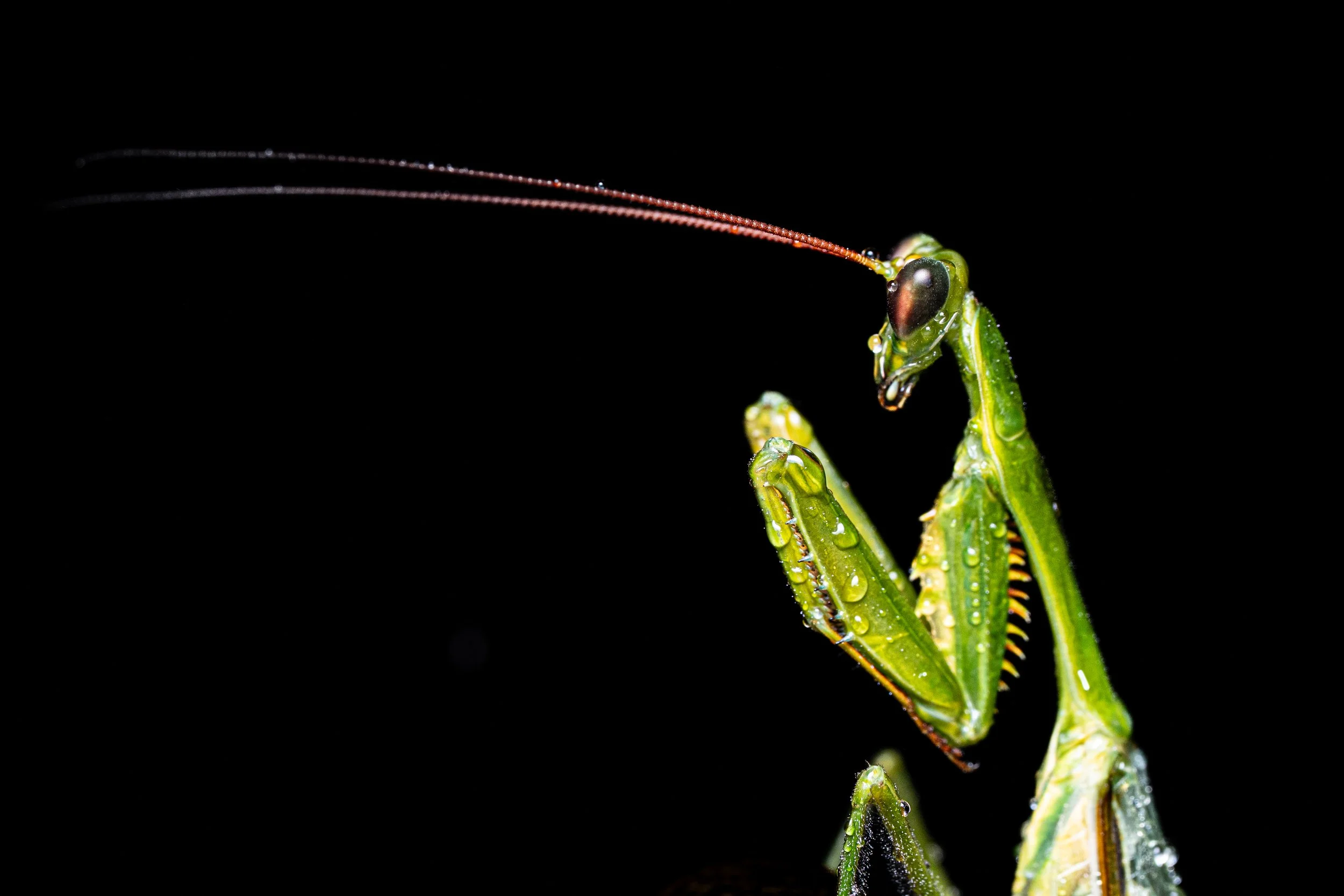 Invertebrates