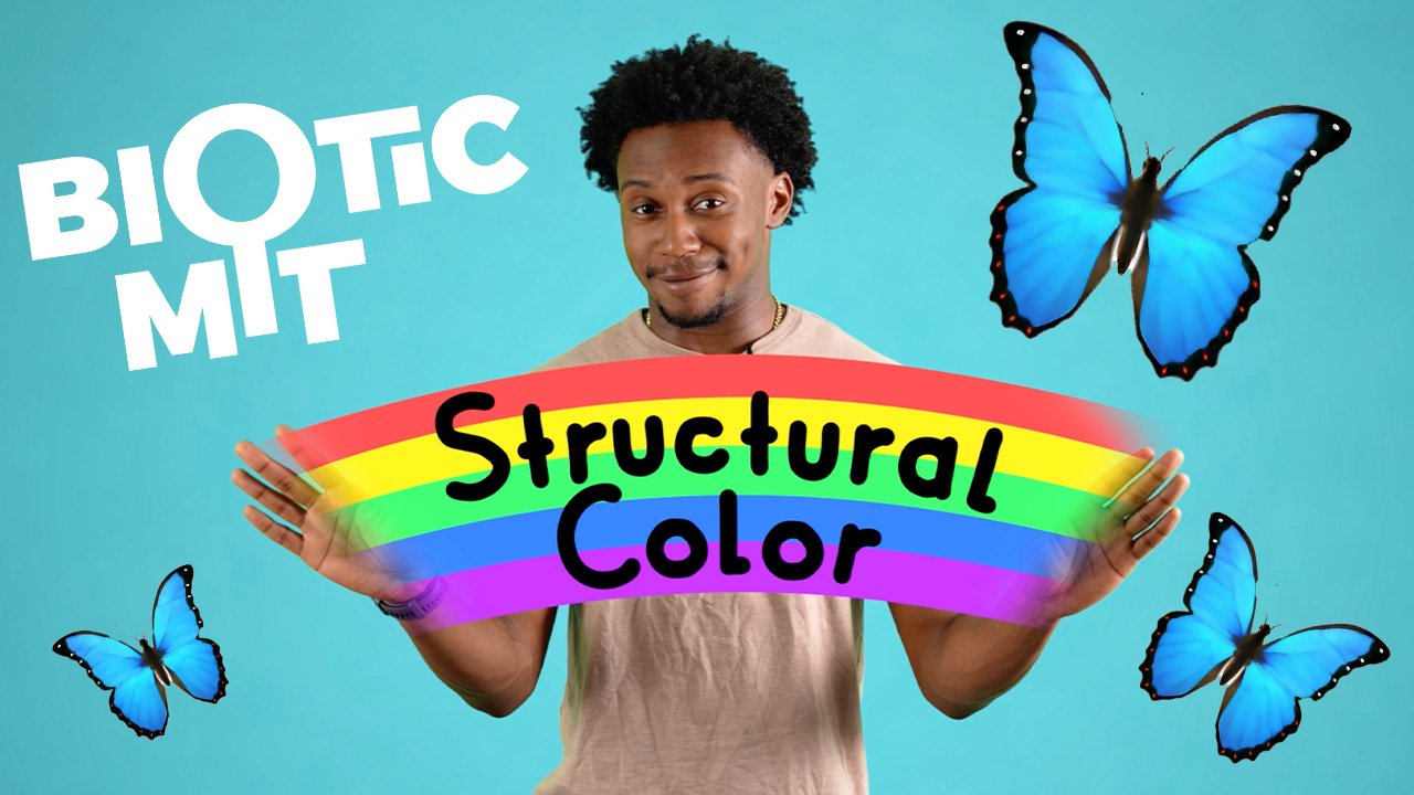 Butterflies are known for their crazy colorful wings – but is it all an illusion? MIT Curiosity Correspondent Nolan is on a mission to find out the science behind structural color and see what’s at the other end of the rainbow! 