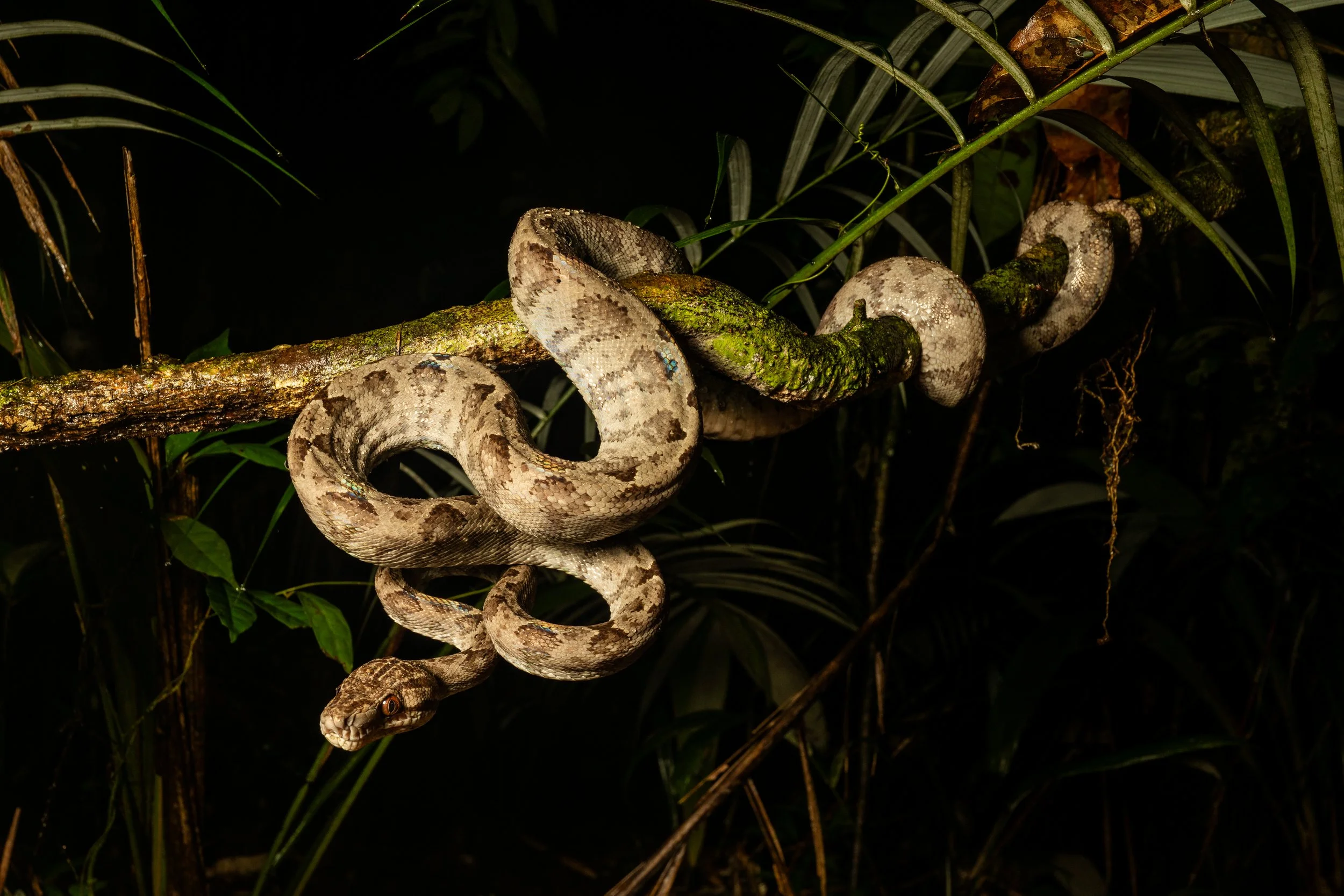 Slender Tree boa, Suriname
