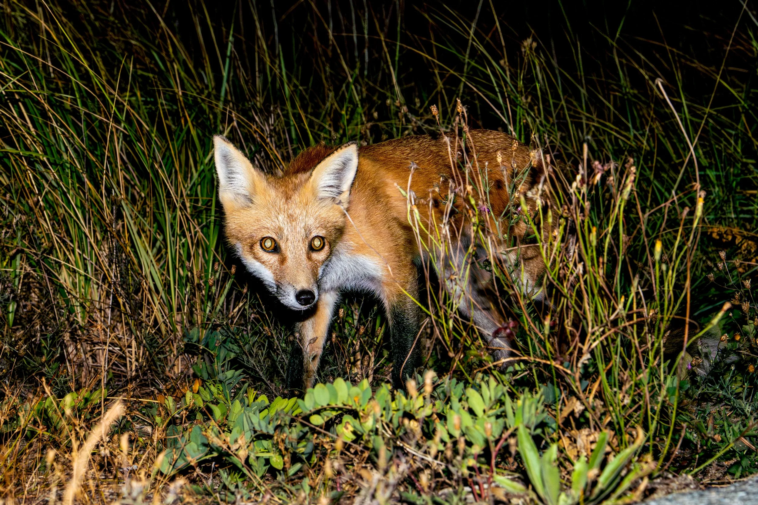 foxy6.jpg