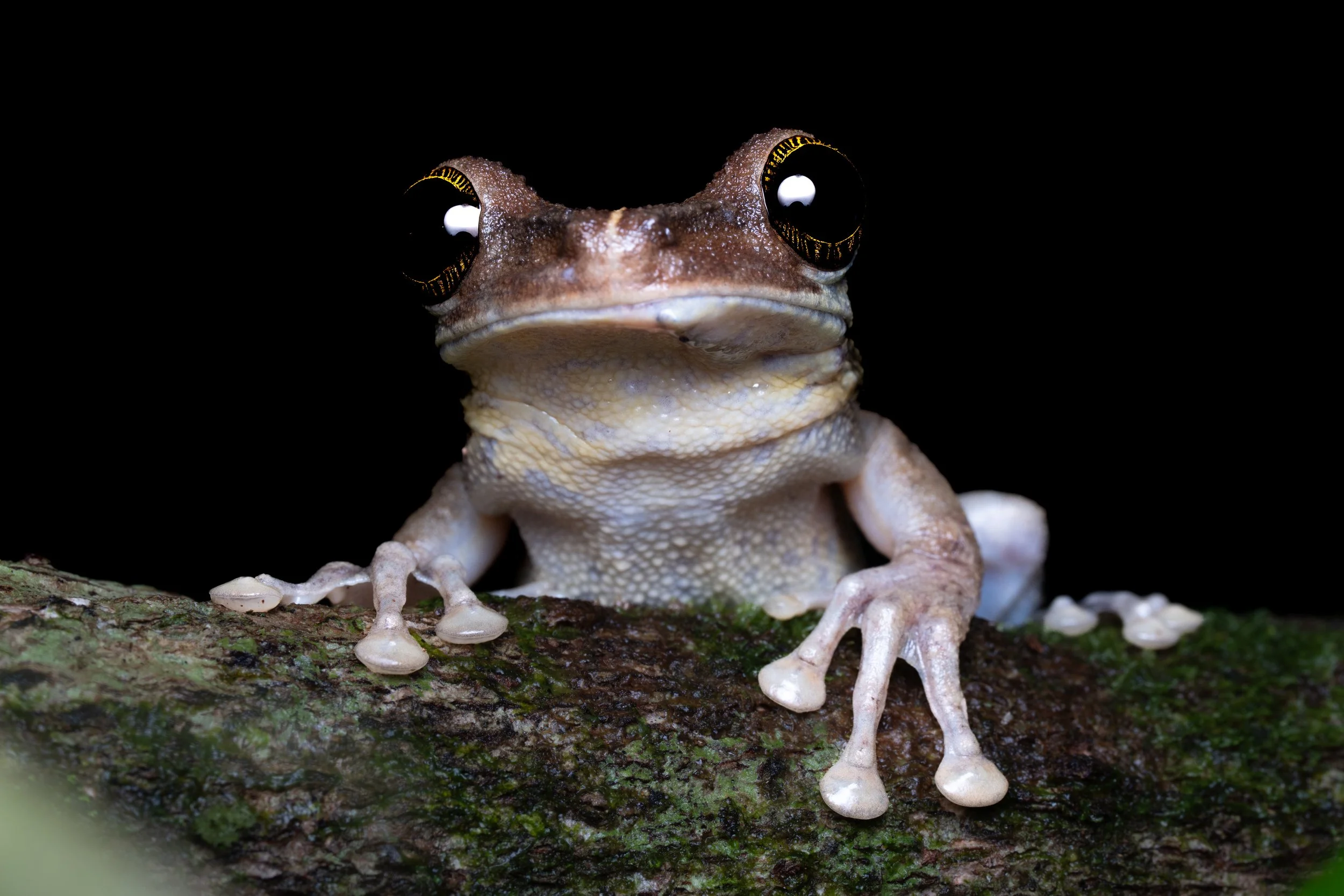palmpit20.jpg