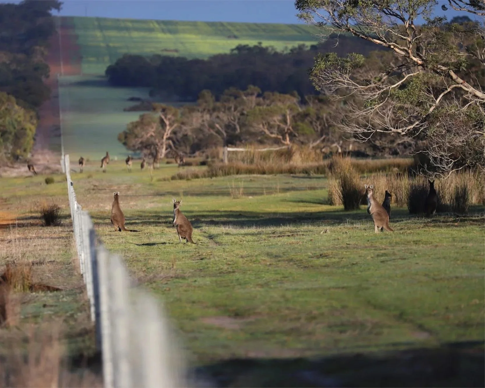 Western Grey Kangaroos grazing in farmland beside the North Boundary Track fence, a common sight along the approach from Ellen Peak Trailhead.
