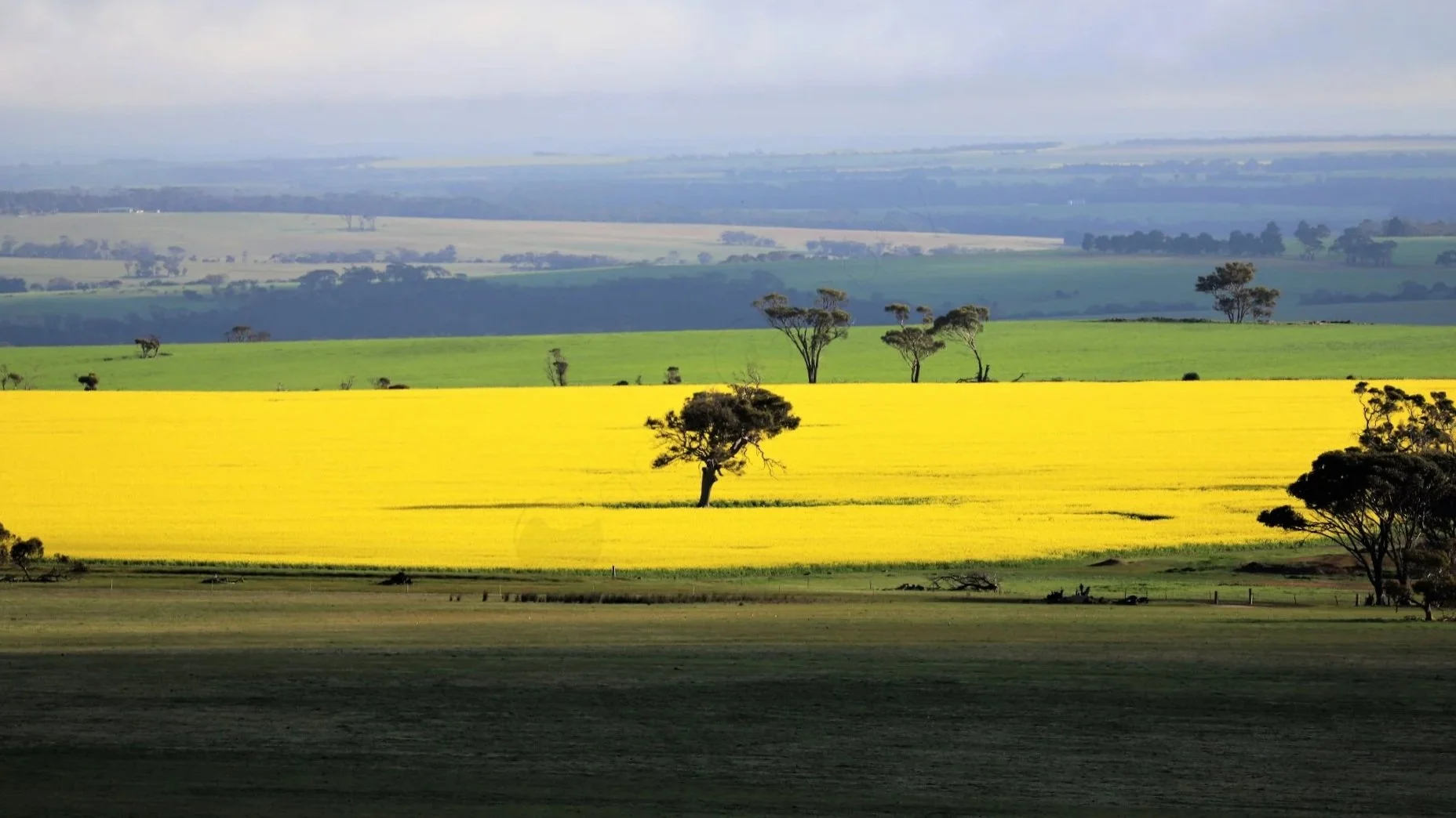 Bright yellow canola fields beyond the North Boundary fence, contrasting with the surrounding farmland north of the Stirling Range.