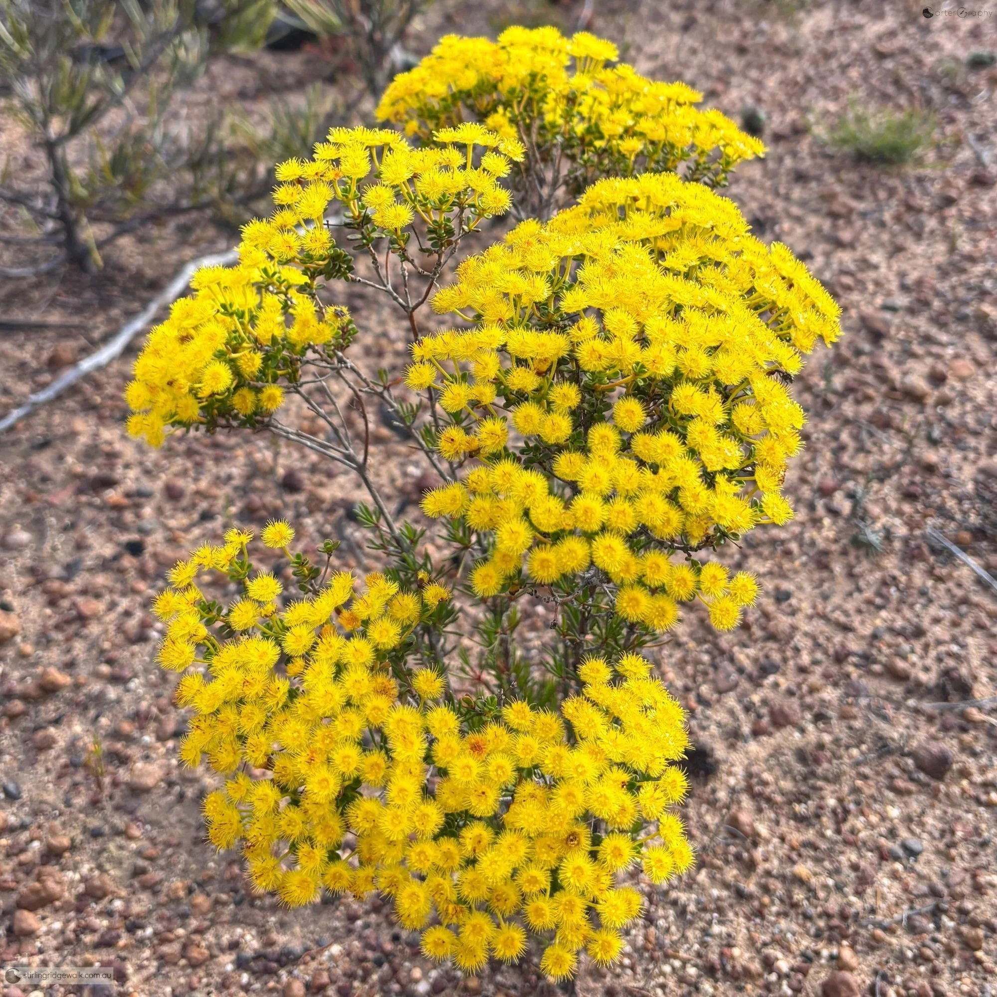 Masses of bright yellow native flowers beside the North East Track.