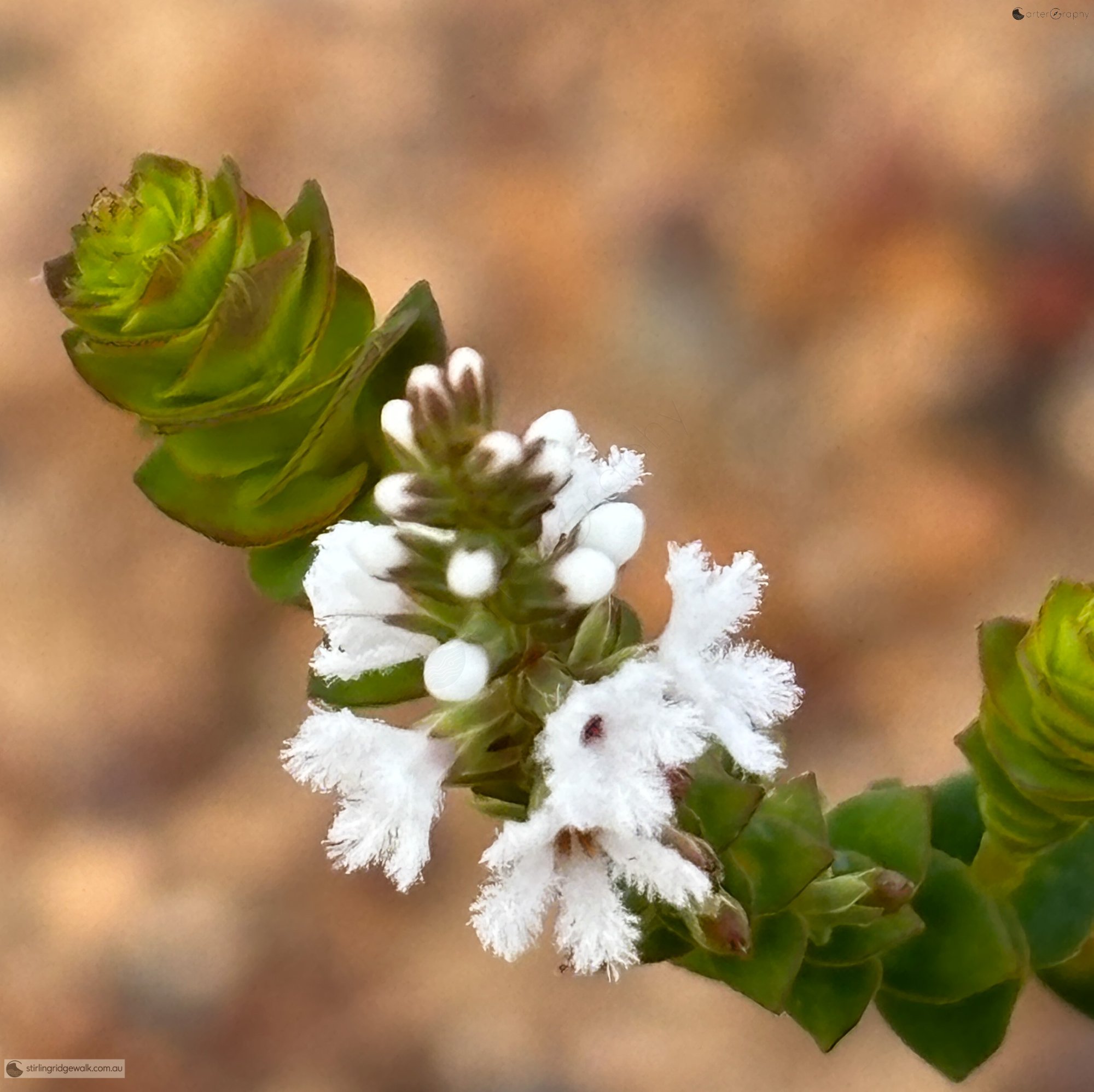 White flowering native heath growing beside the track on the North East Track approach to the Ellen Peak.