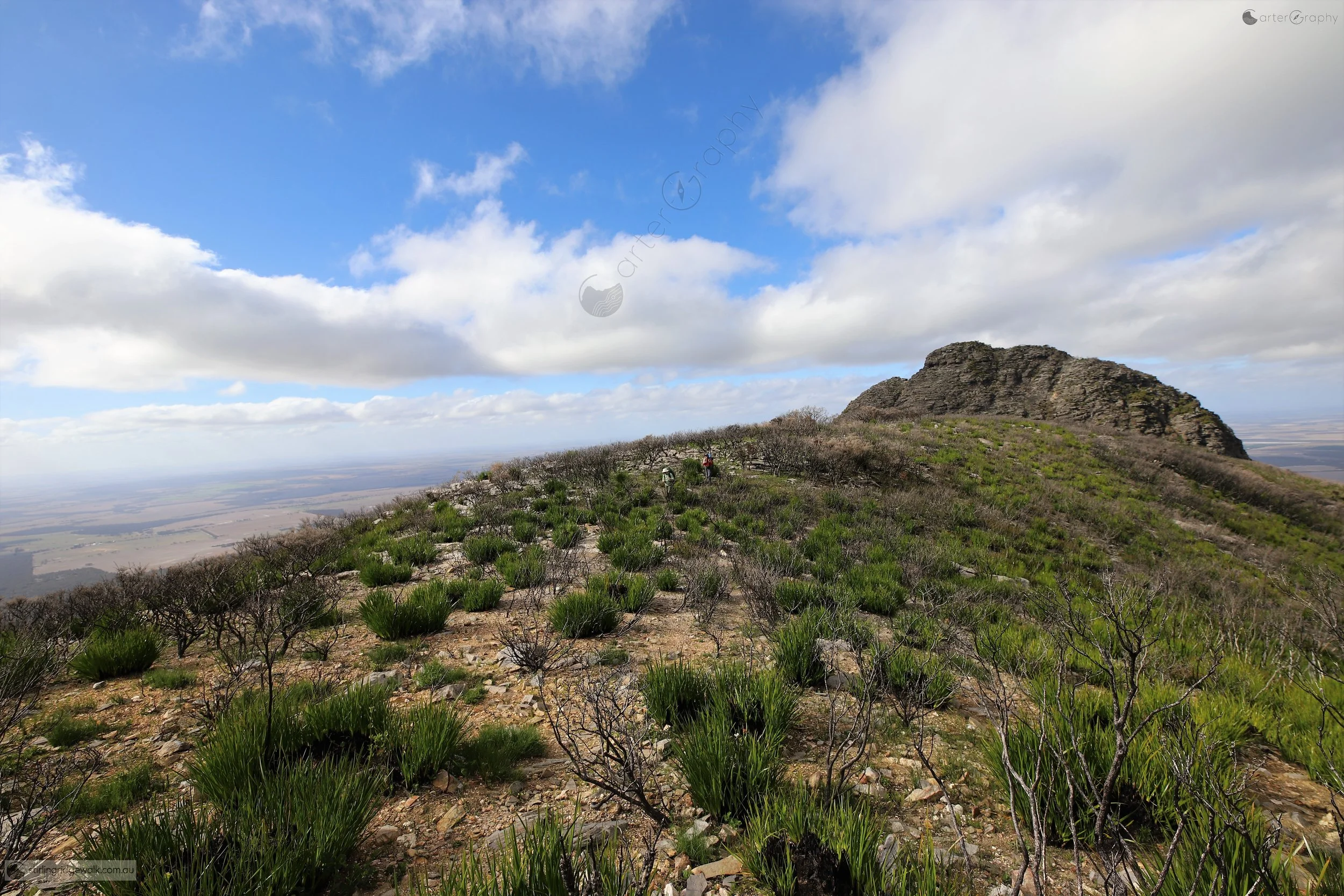 Post fire regeneration along the Stirling Ridge Walk in 2019, with low vegetation recovering among the remaining burnt stems. Ellen Peak is visible to the east, while the open post fire landscape reveals much more of the underlying shape of the Ridge