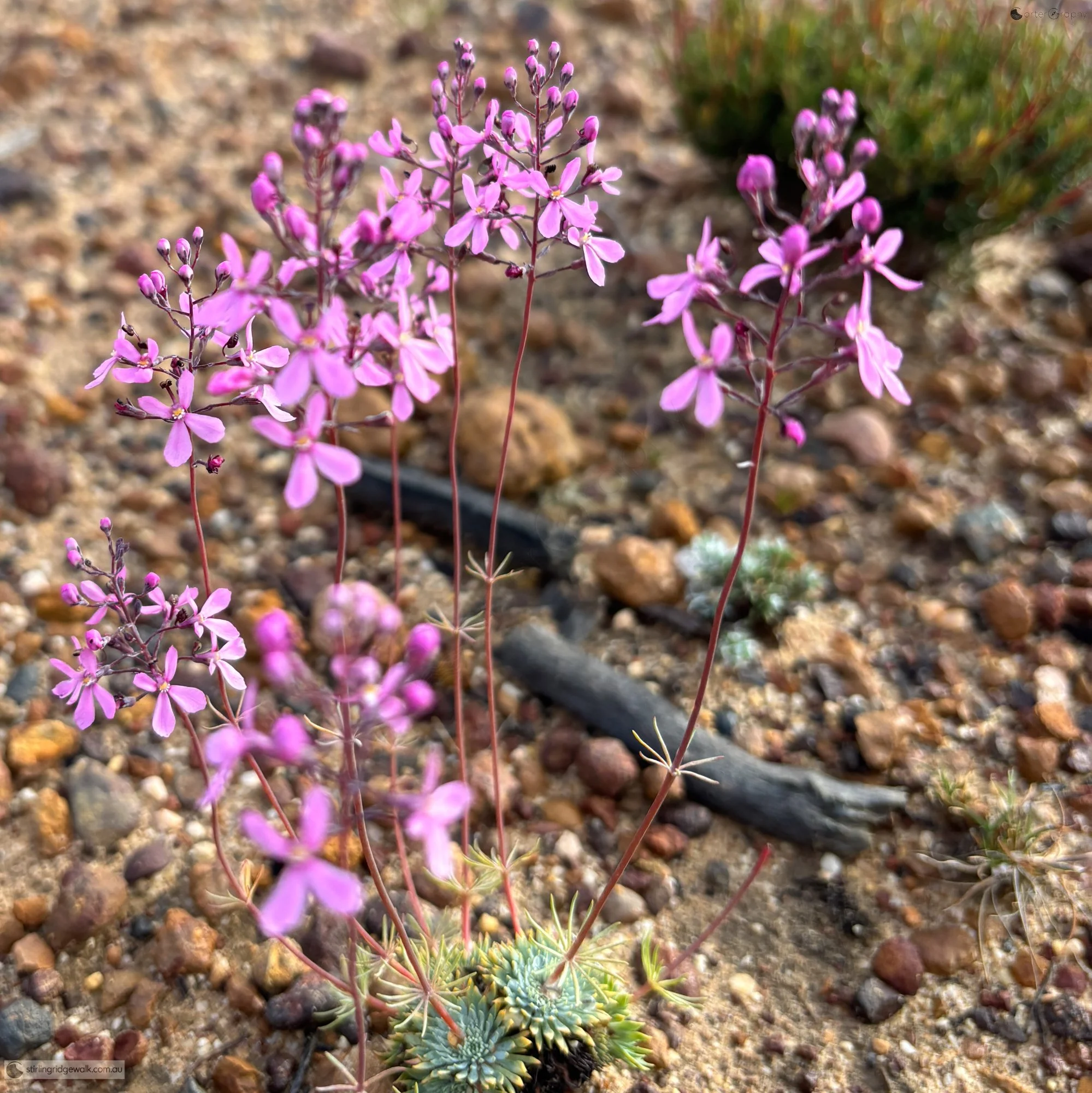 Delicate pink wildflowers growing beside the North East Track.