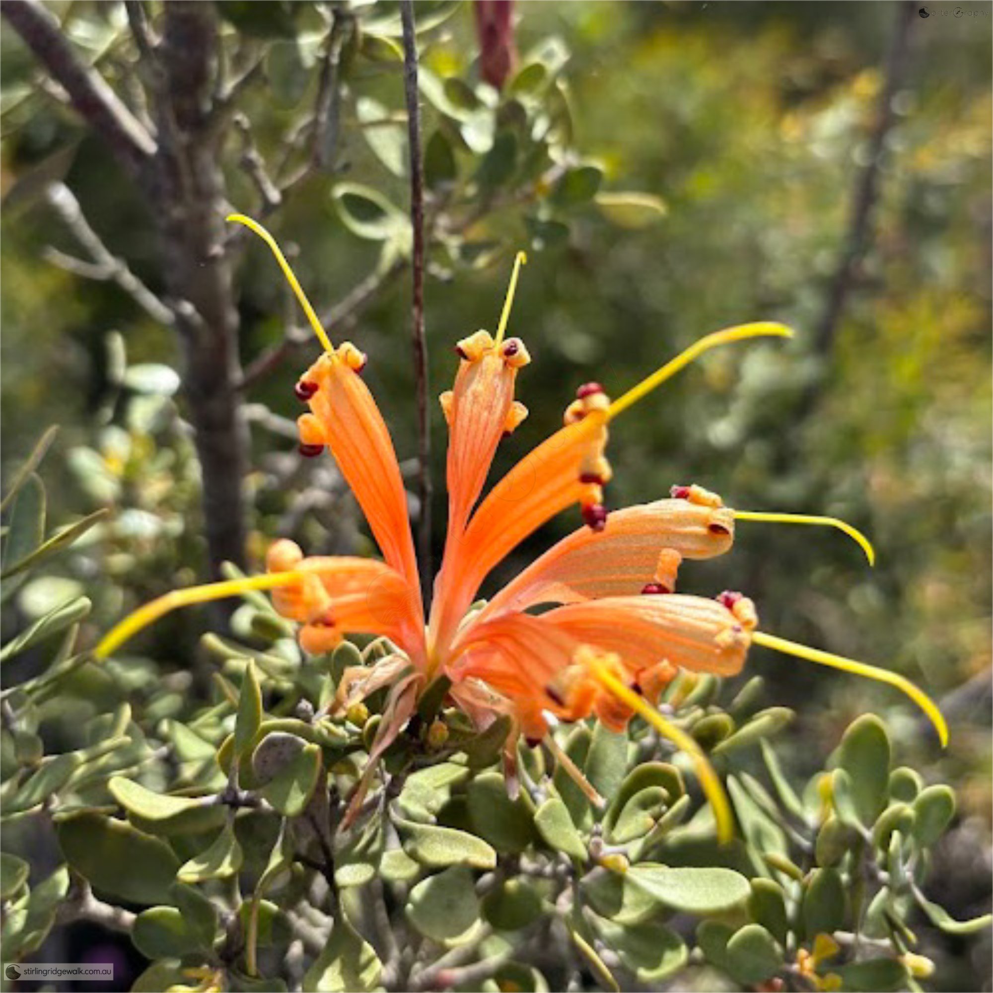 Orange flowering Grevillea, probably Grevillea depauperata, growing along the eastern approach to the Stirling Ridge.