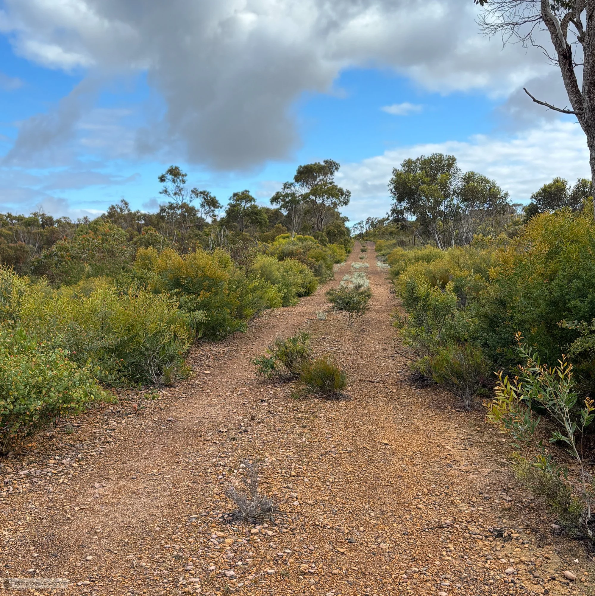 Looking east along the North East Track towards the Ellen Peak turnoff.