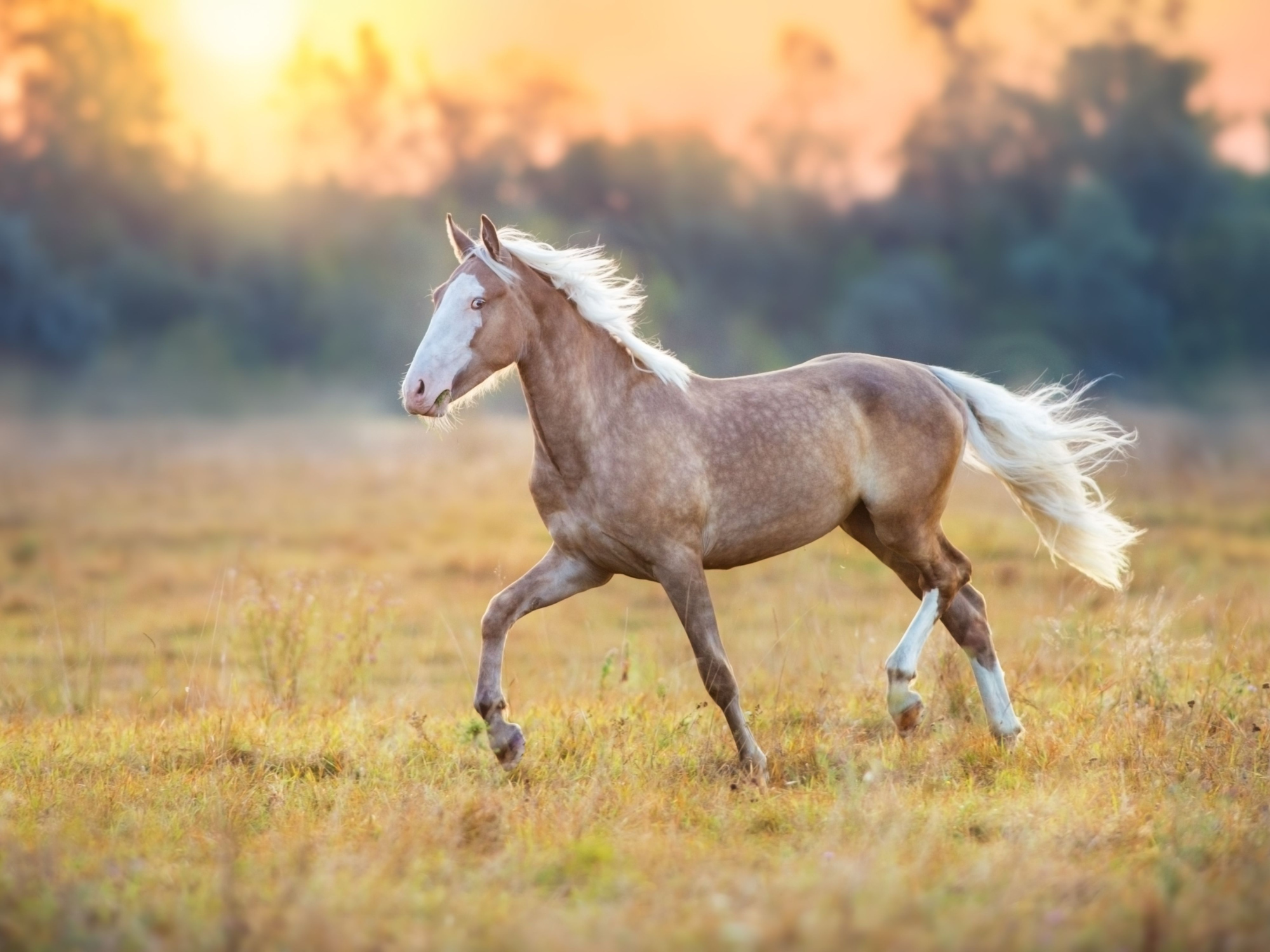 horse sch.png