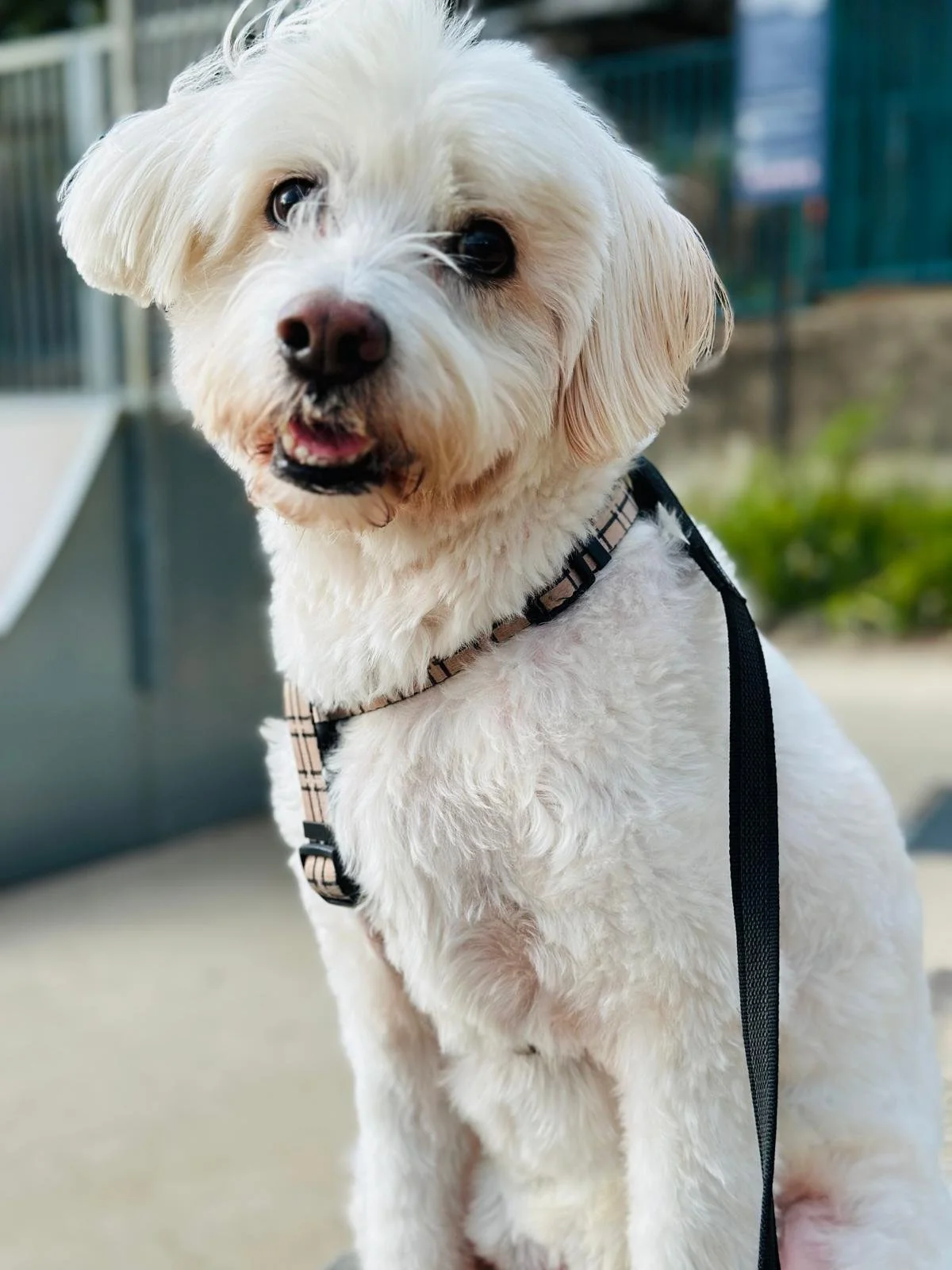Close-up of a fluffy white dog with a black harness sitting outdoors.