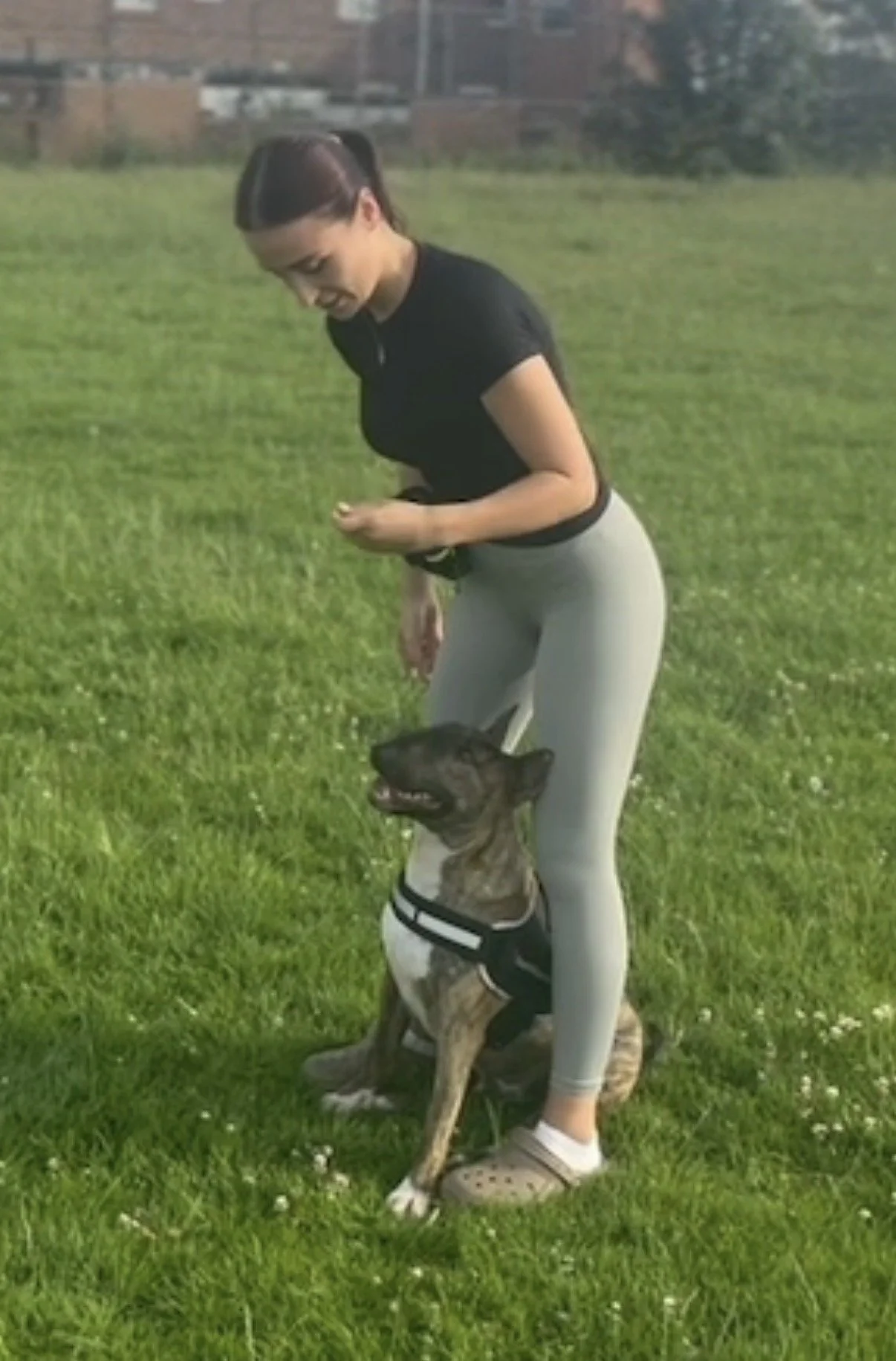 Dog Training