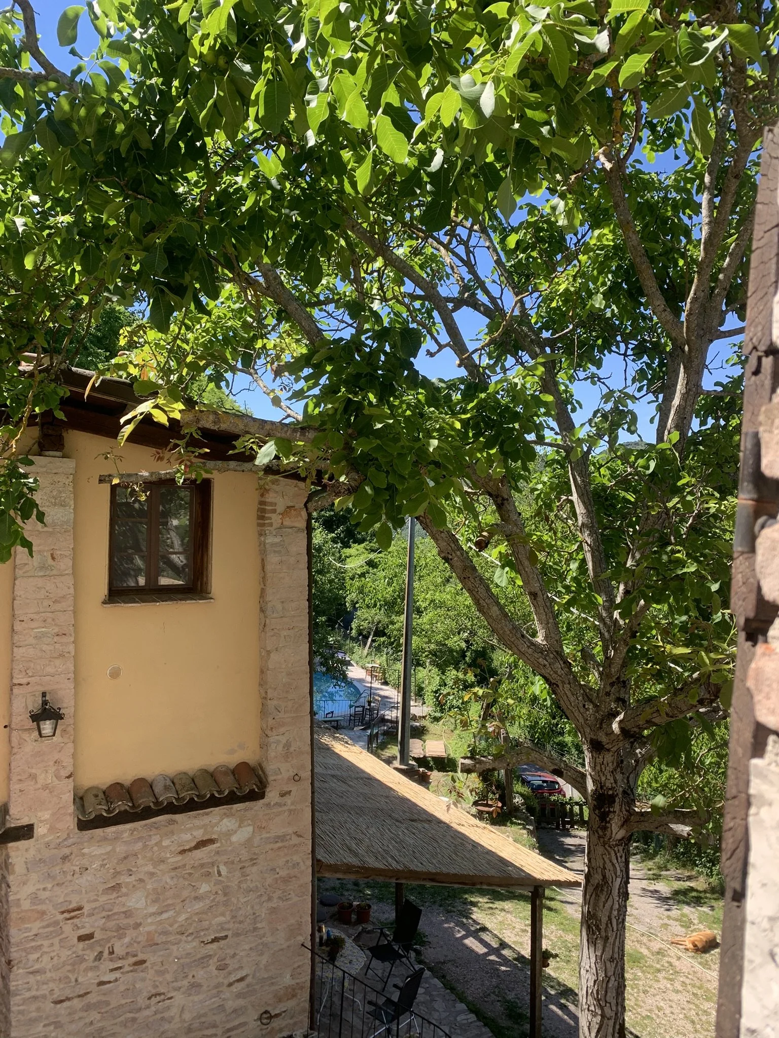 A view of a sunny outdoor scene through a window, showing a large tree with green leaves, a building with beige and brick walls, a patio area with a table and chairs, and a glimpse of a pool in the background.
