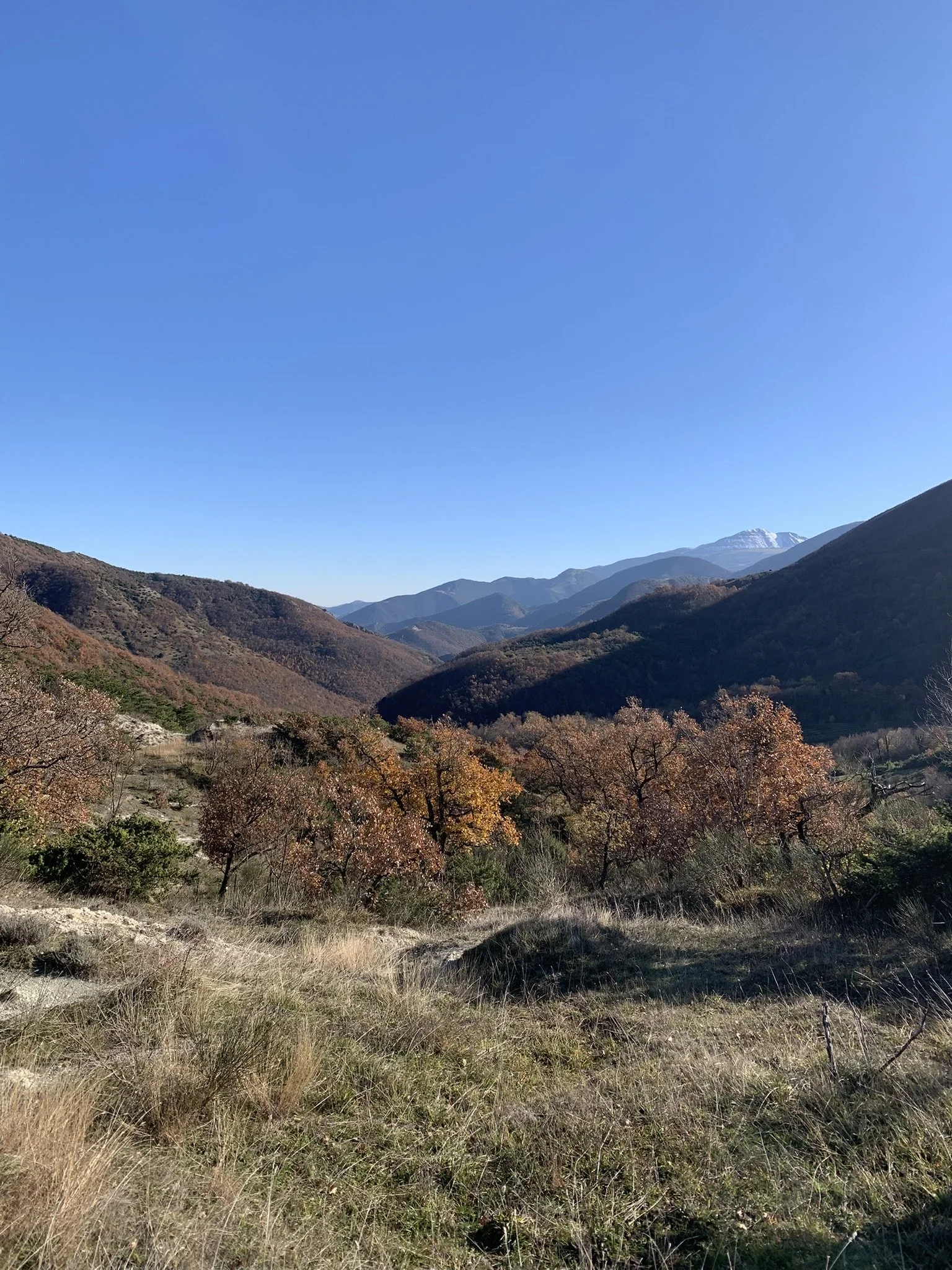 IMG_7981.JPEG