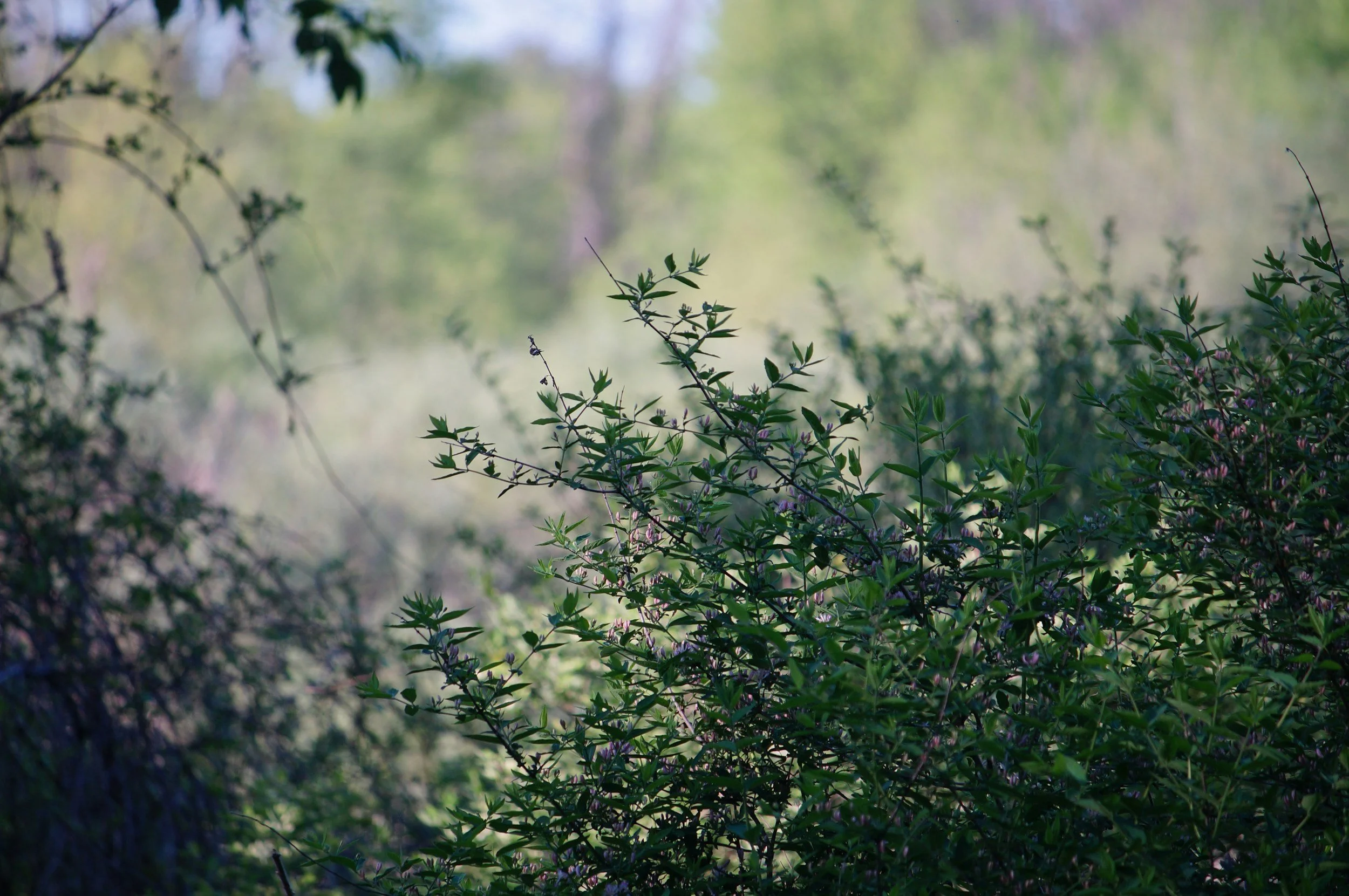 Close-up of green leafy plants with pink flowers, background of more greenery, slightly blurred, soft natural lighting.