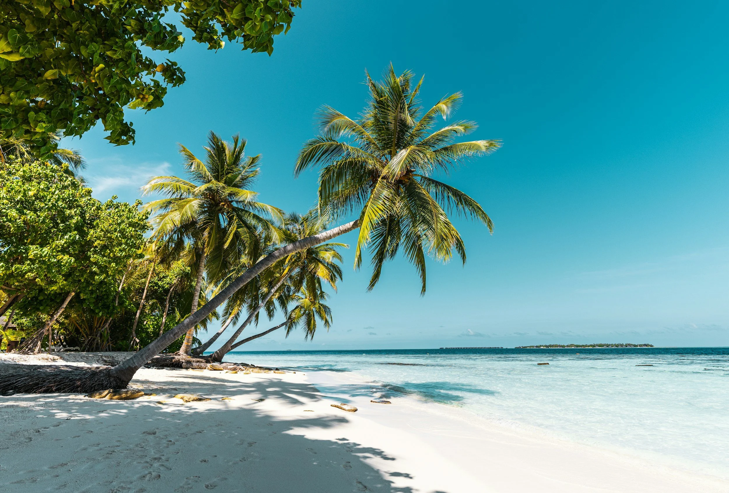 Tropical beach with palm trees leaning over white sandy shore, calm ocean waves, and clear blue sky with island in the distance.